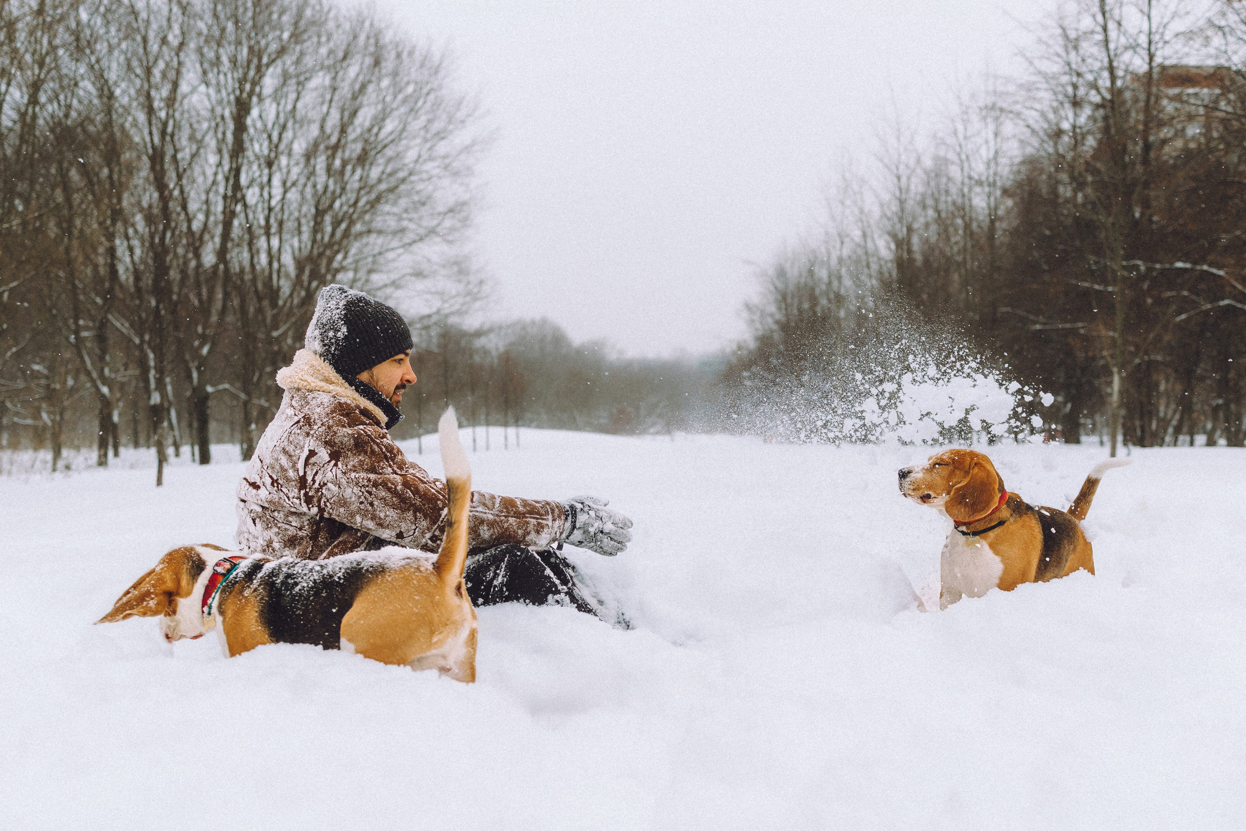 Роман, Портер и Коррес