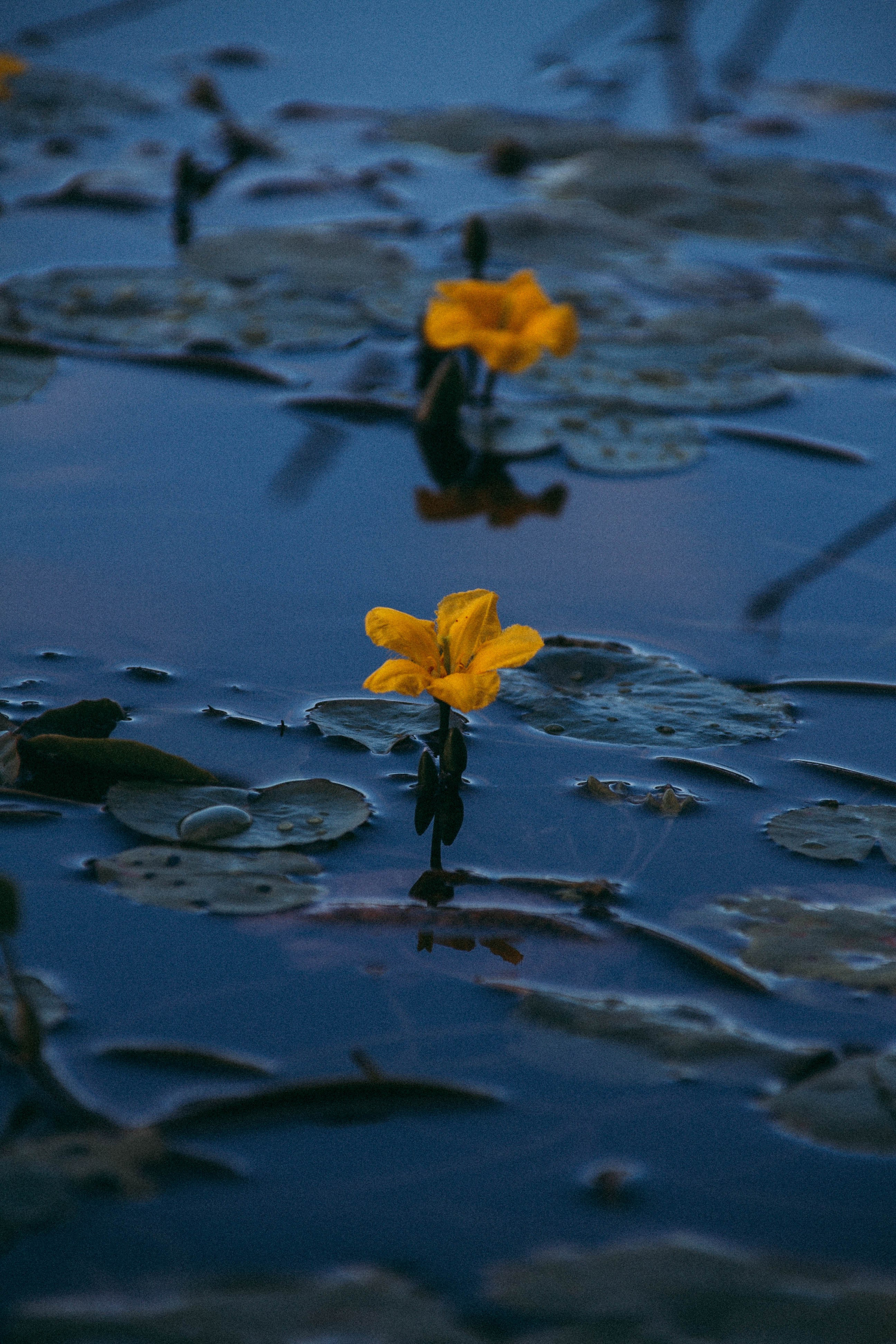 Природа. Darinishna Фэнтези-фотограф Хабаровск