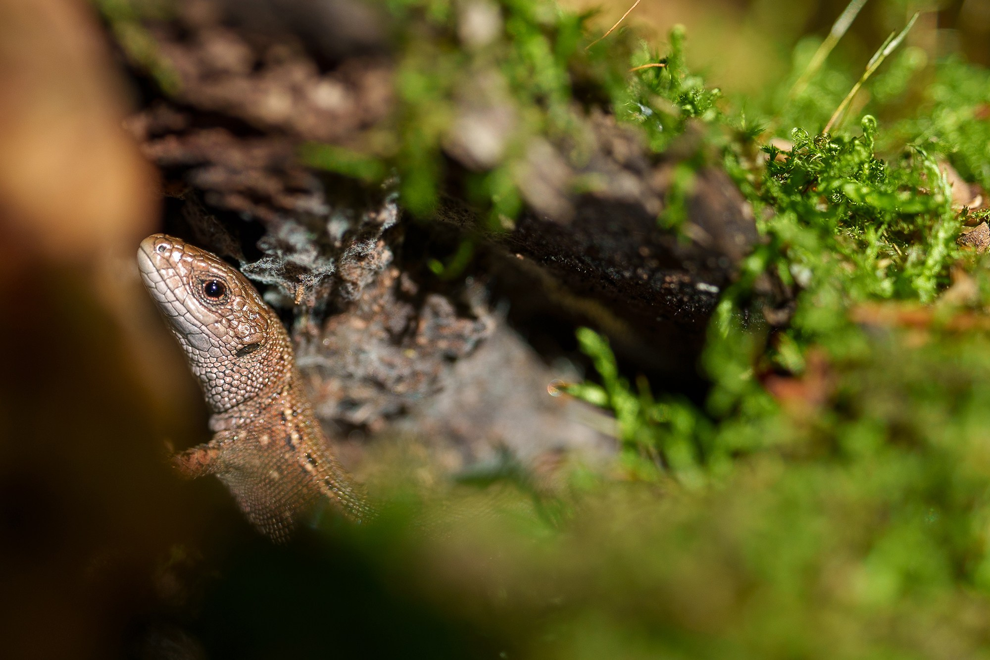 Животные. Ваш личный фотограф Марина Волкова