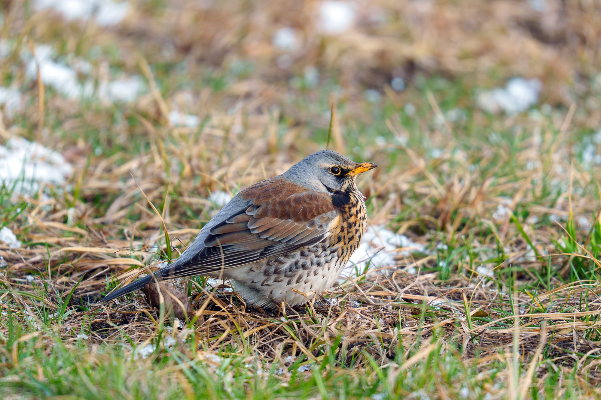 Удивительные мир птиц. Вокруг нас столько прекрасного — присмотритесь!. Ваш личный фотограф Марина Волкова