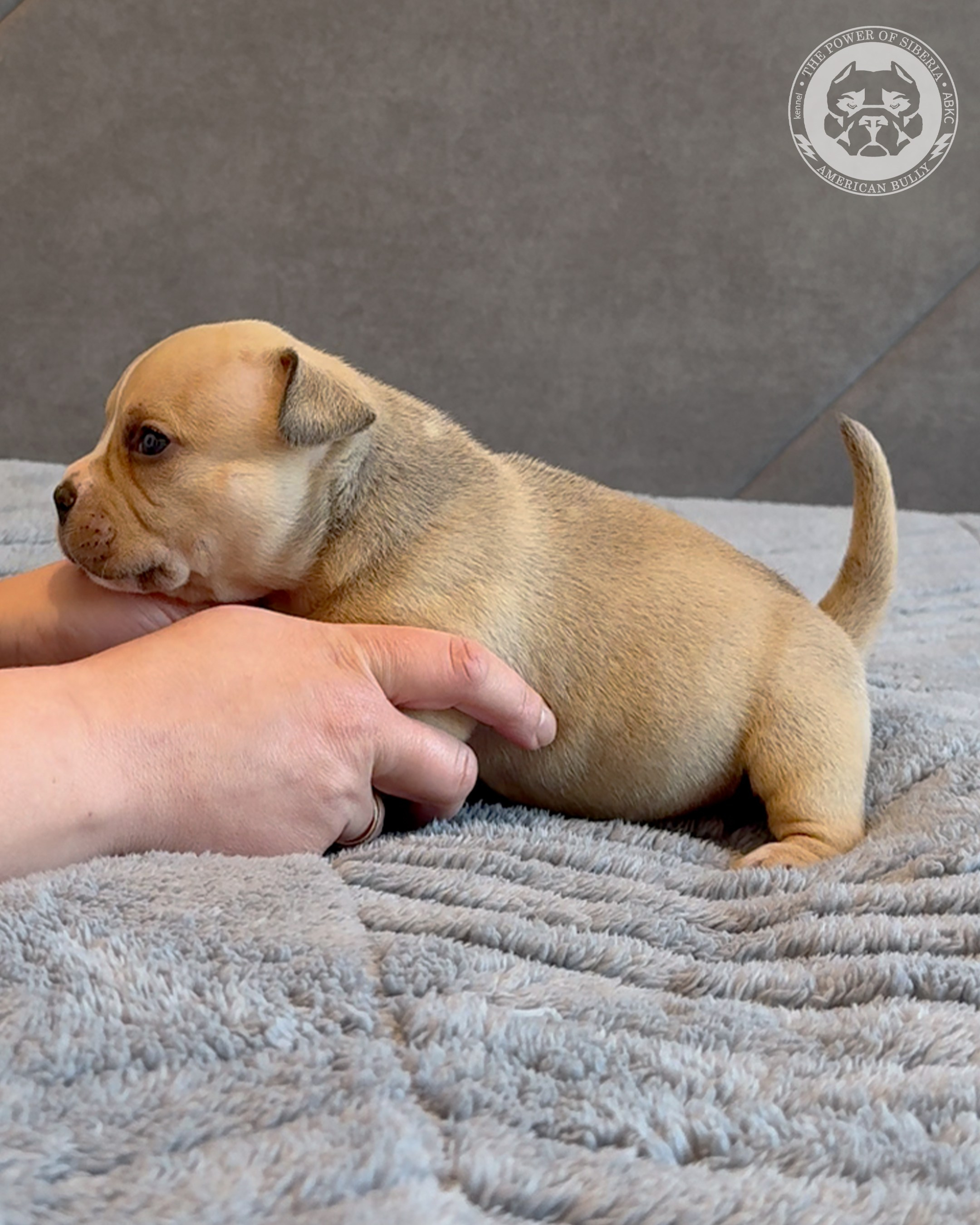 Свободные щенки Американский Булли, в типах покет, классик, стандарт. Американский Булли в г. Ростов-на-Дону. Питомник THE POWER OF SIBERIA