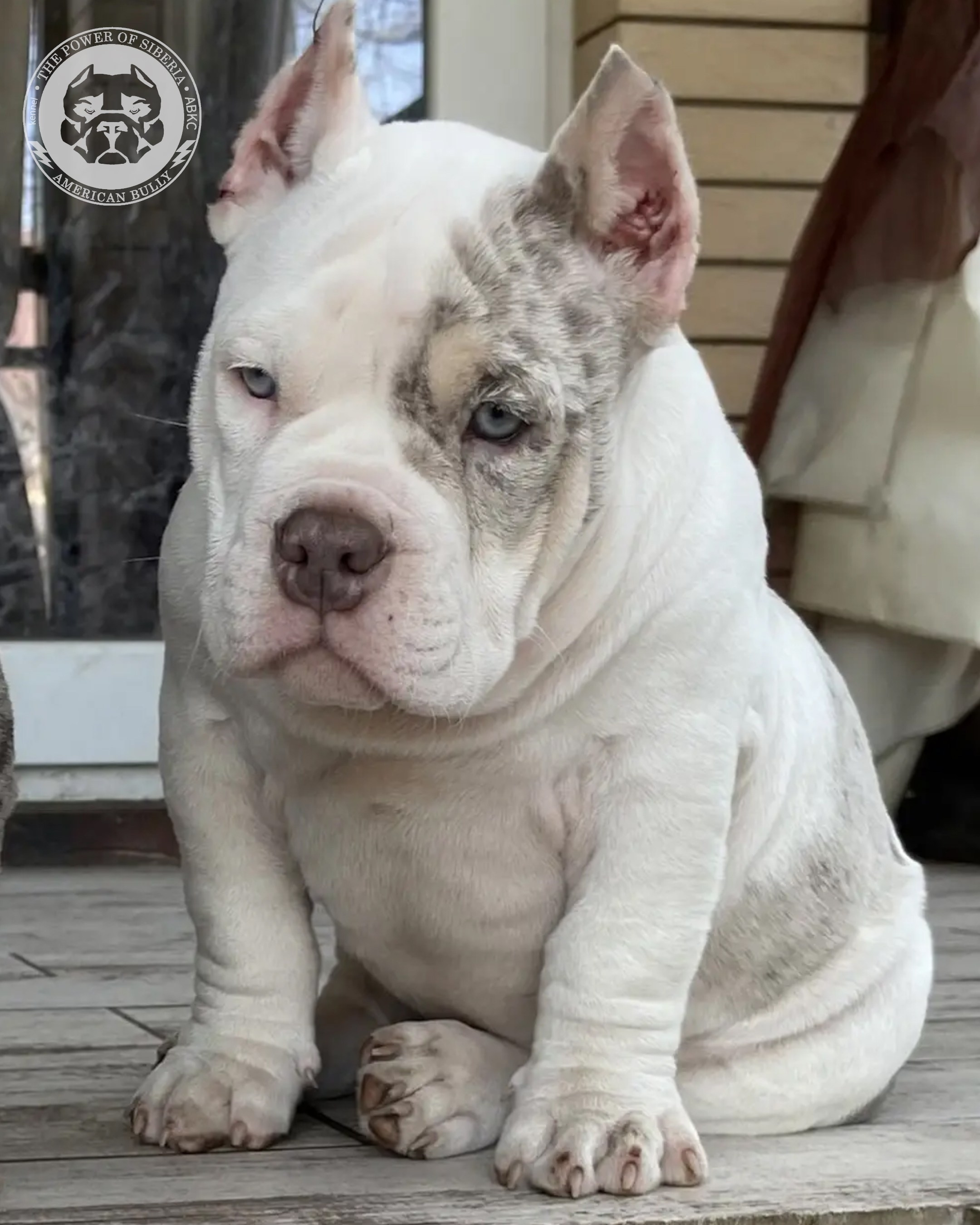 Свободные щенки Американский Булли, в типах покет, классик, стандарт. Американский Булли в г. Ростов-на-Дону. Питомник THE POWER OF SIBERIA