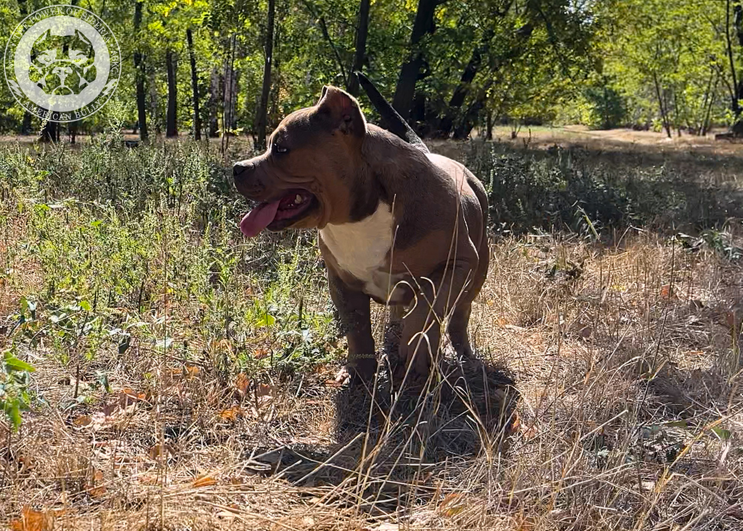 Помет Каспер и Тагира. 21.04.25. Американский Булли в г. Ростов-на-Дону. Питомник THE POWER OF SIBERIA