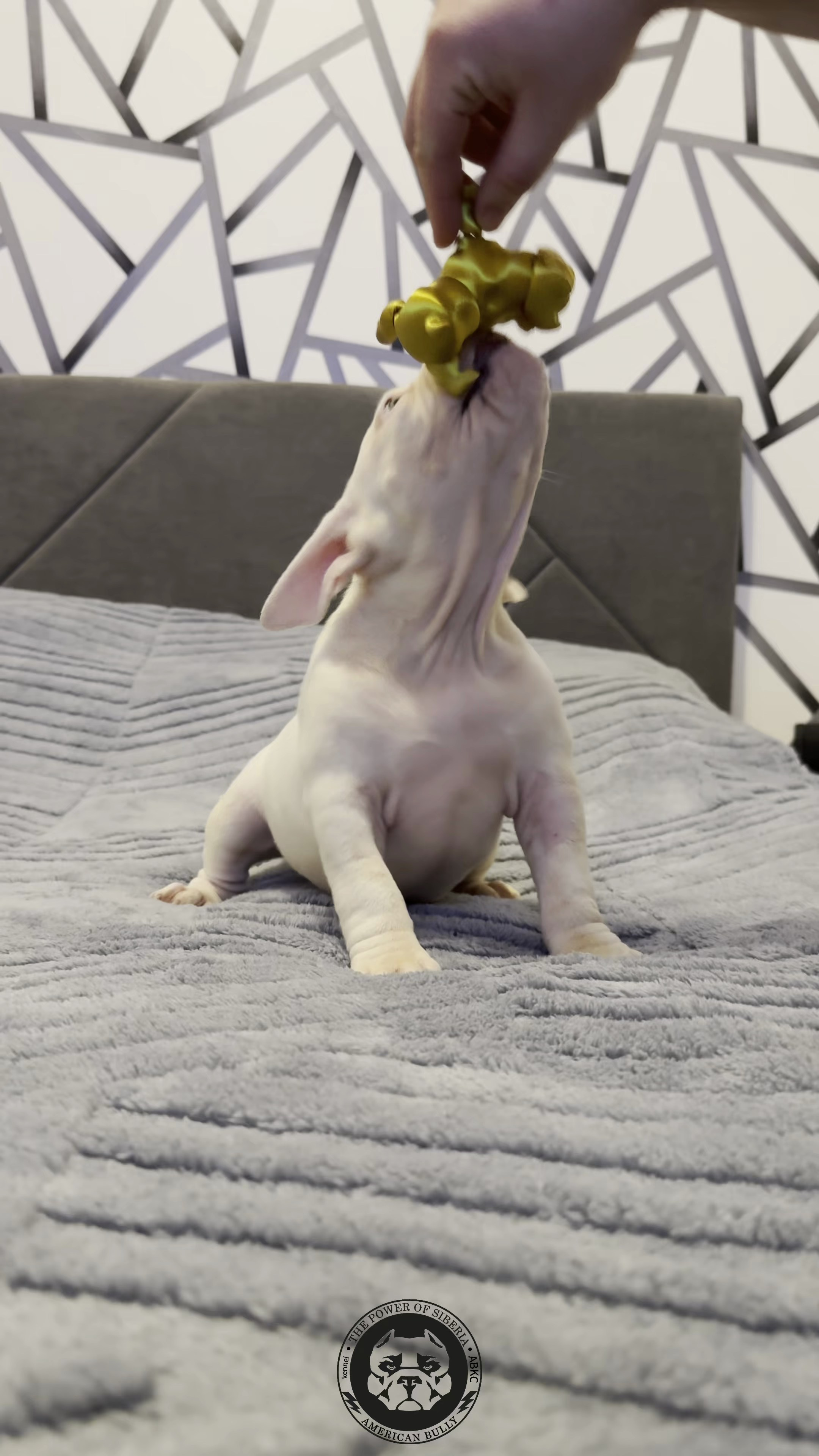 Свободные щенки Американский Булли покет. Американский Булли в г. Ростов-на-Дону. Питомник THE POWER OF SIBERIA