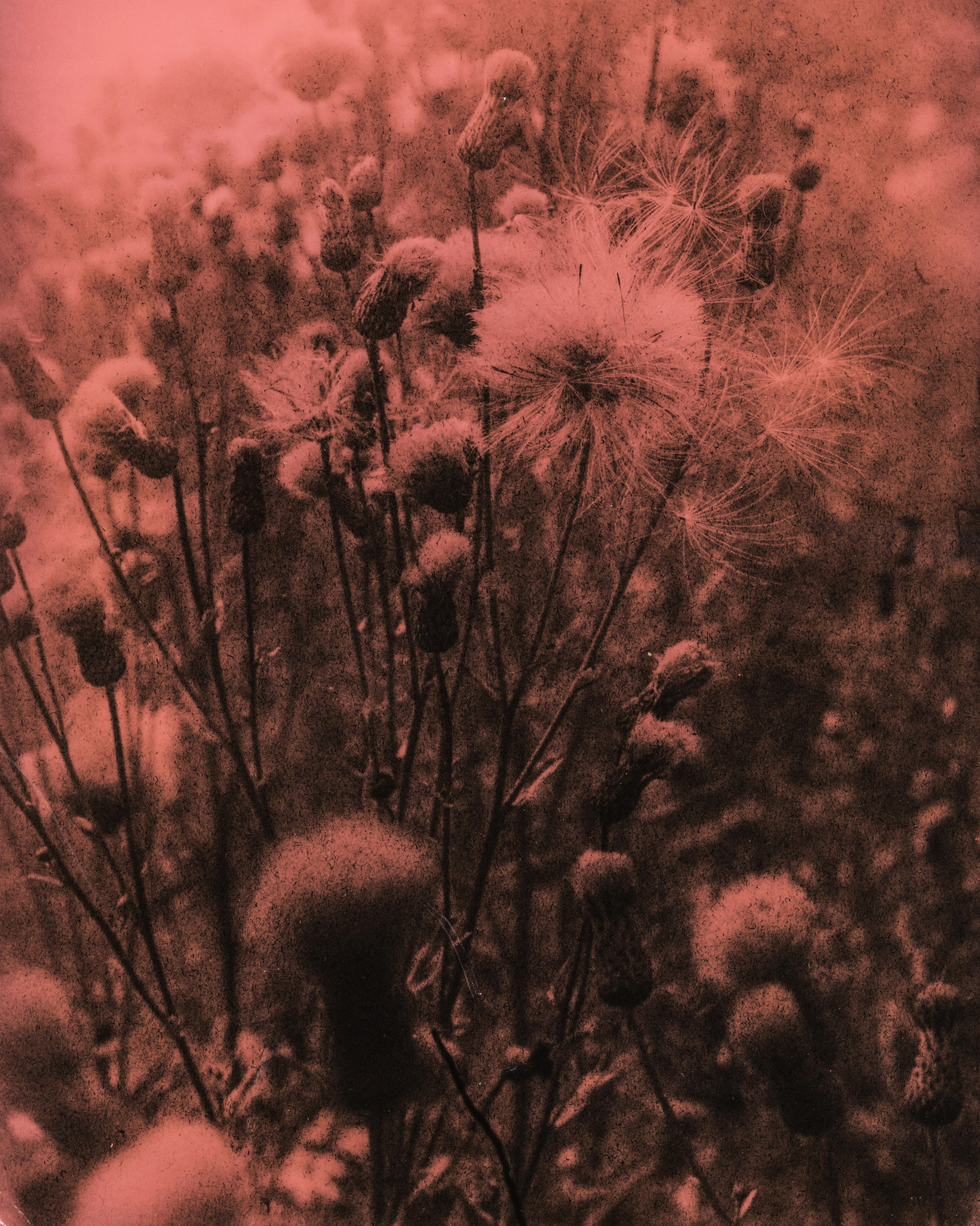 Lith prints. Darkroom aesthetics