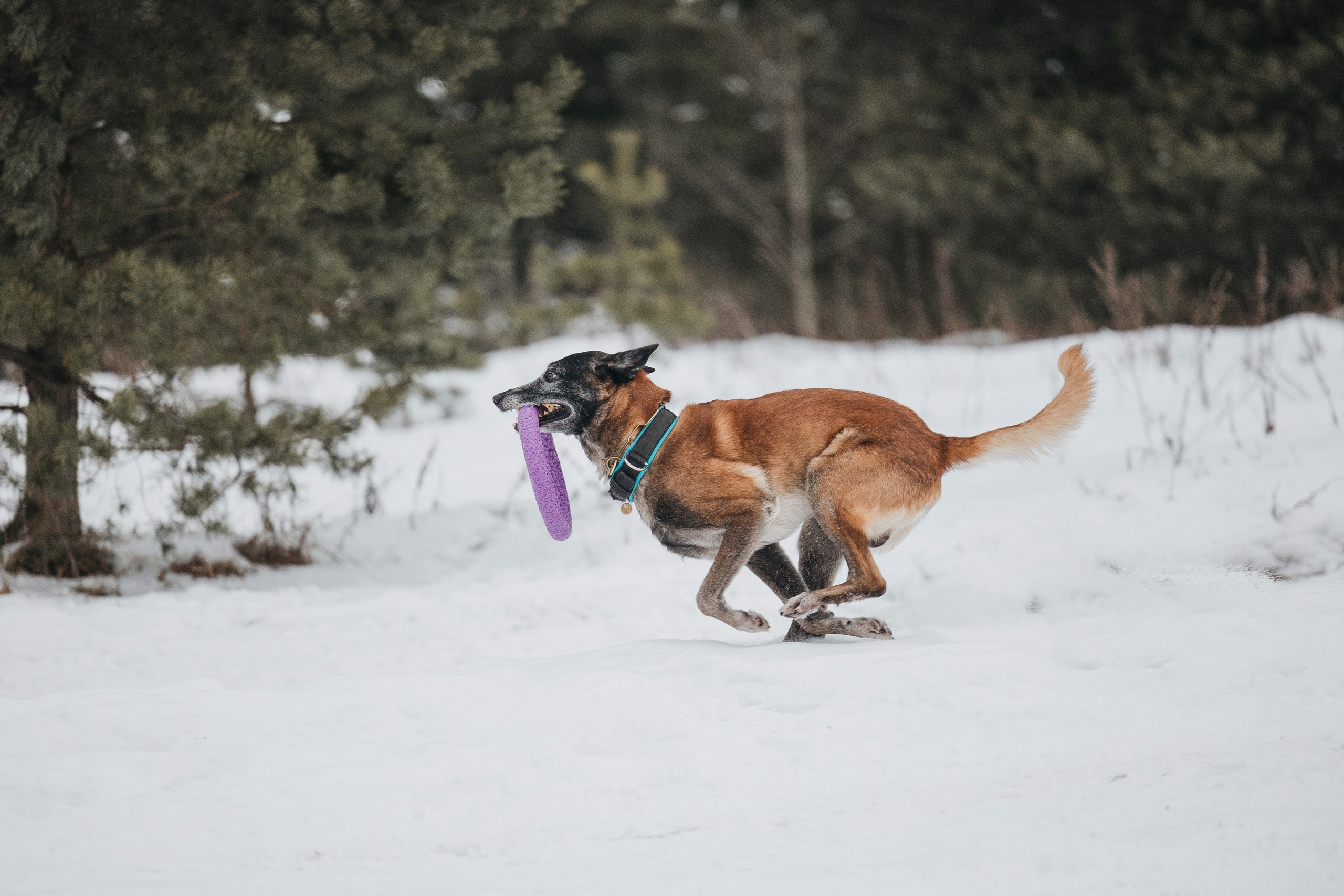 Даша, Омен, Айс и Рицу. Фотограф-анималист Анна Маринич
