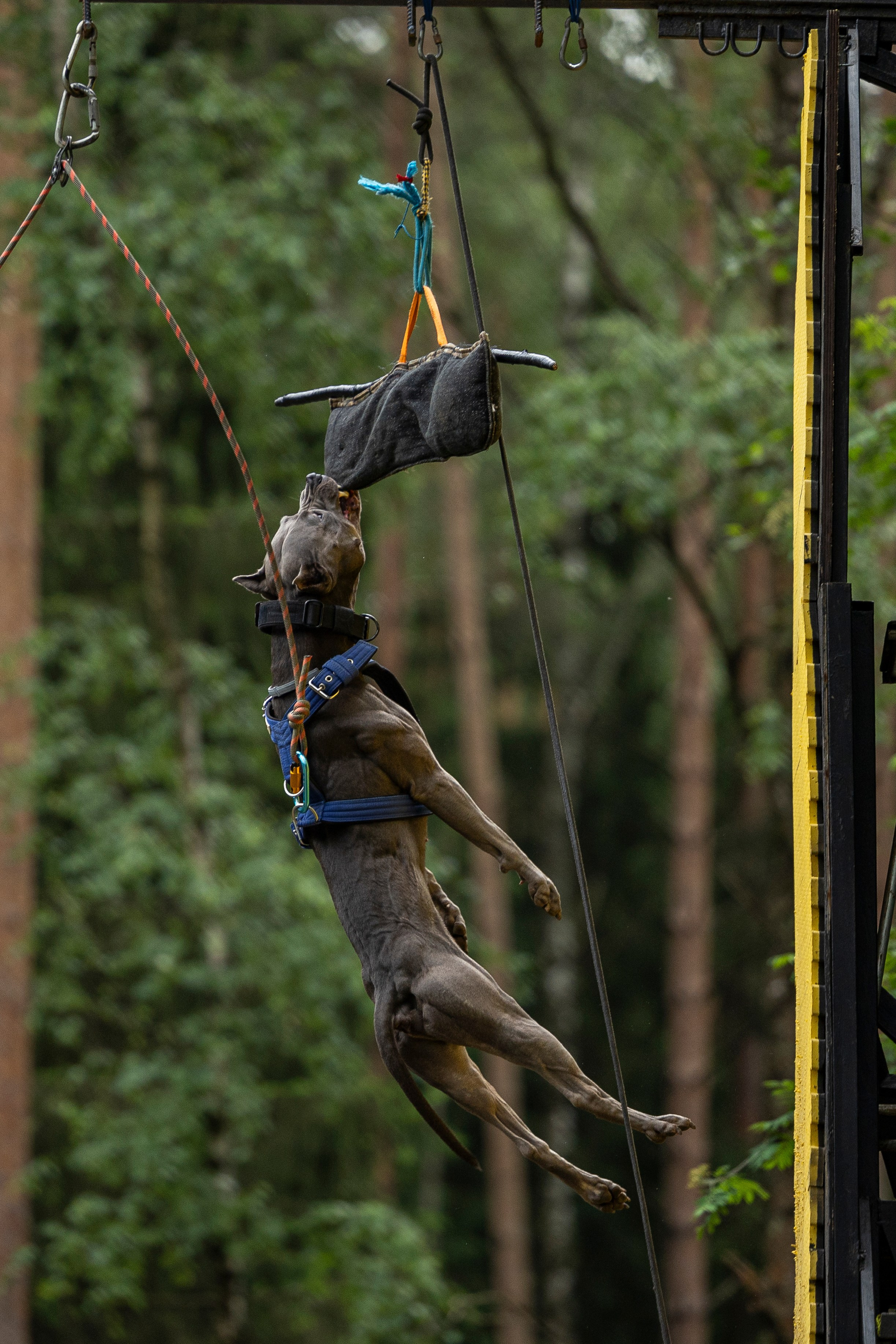 Пит-стафф многоборье. Фотограф-анималист Анна Маринич