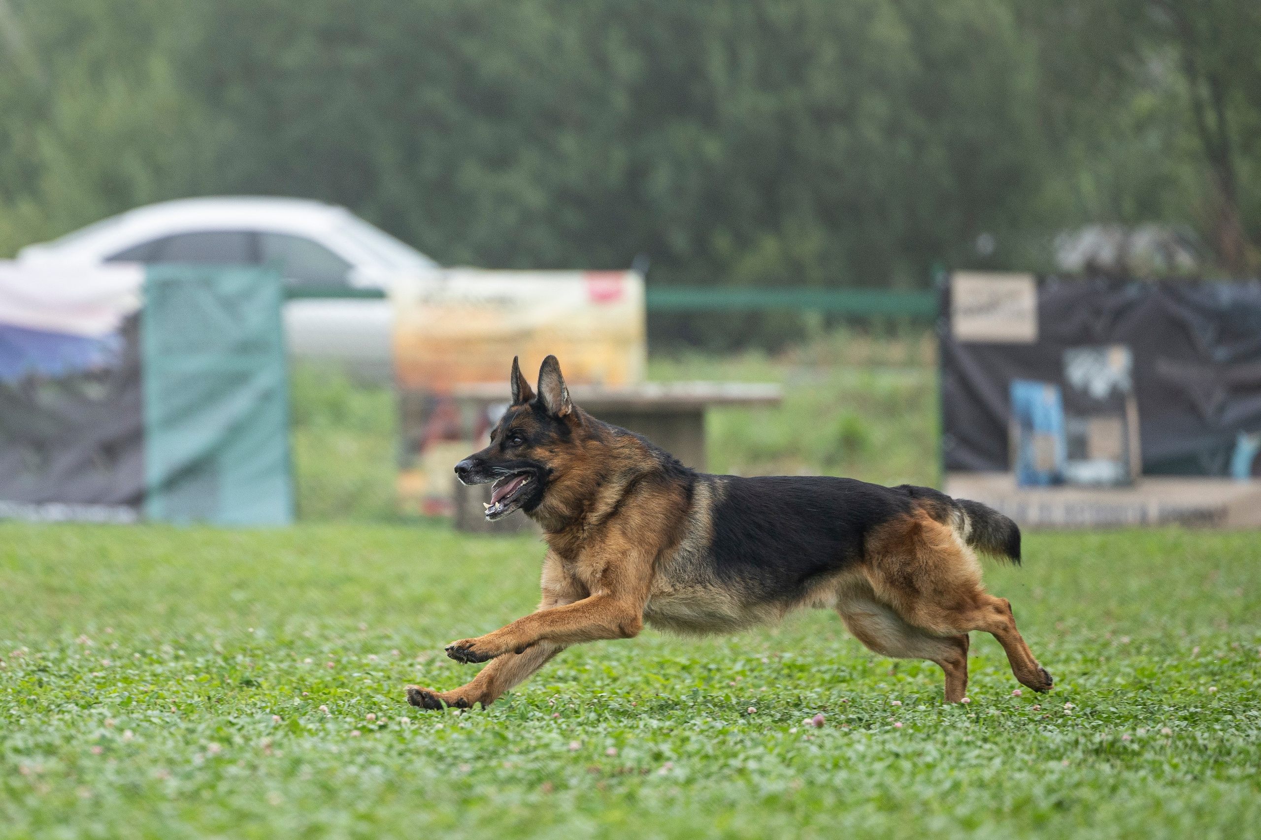 Соревнования по Мондьорингу г. Вологда 10-11.08.2024. Фотограф-анималист Анна Маринич