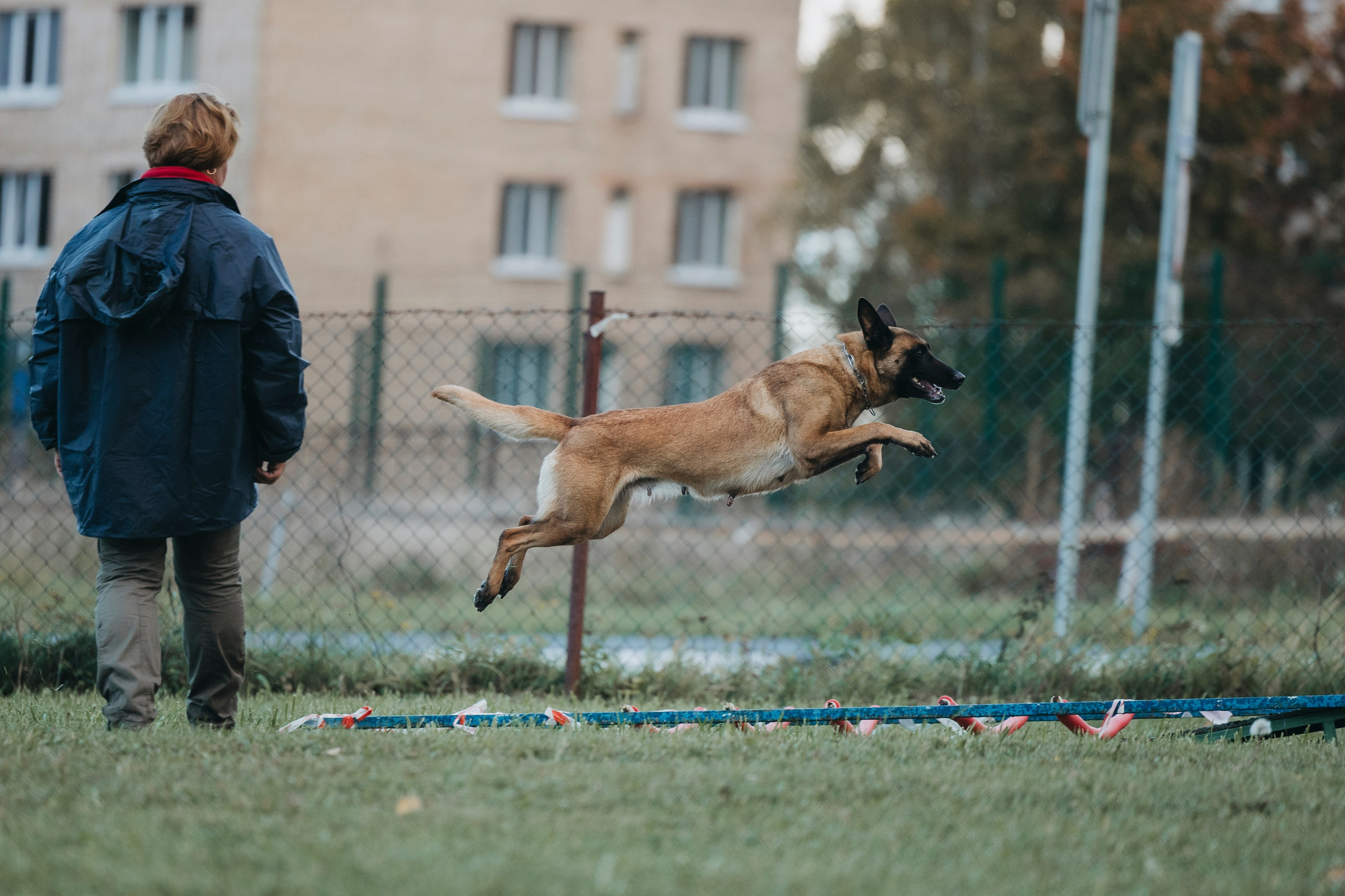 Испытания по мондьорингу г. Пушкин 29.09.2024. Фотограф-анималист Анна Маринич