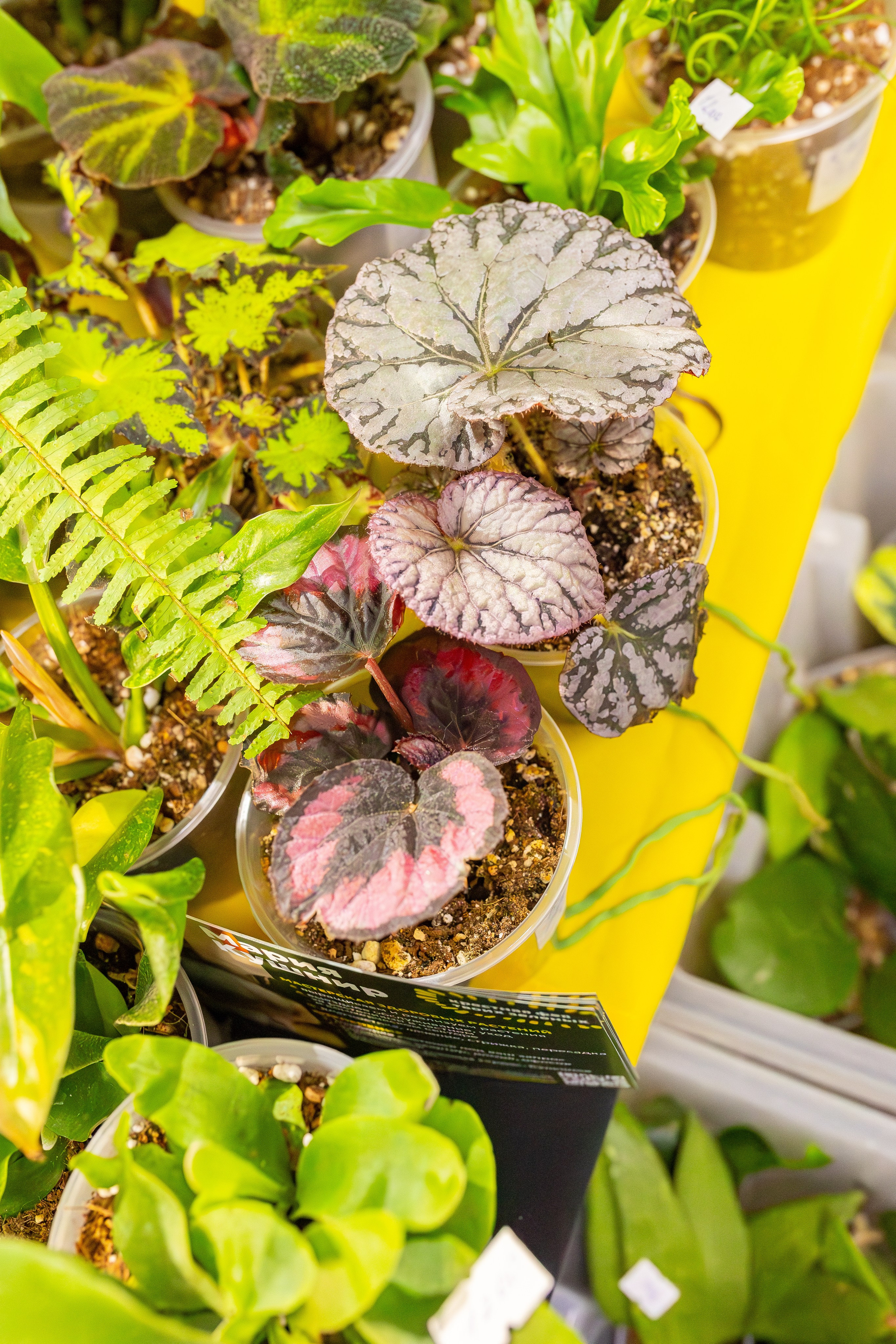 Монстериум апрель 2026. Александра Куликова фотограф, Москва