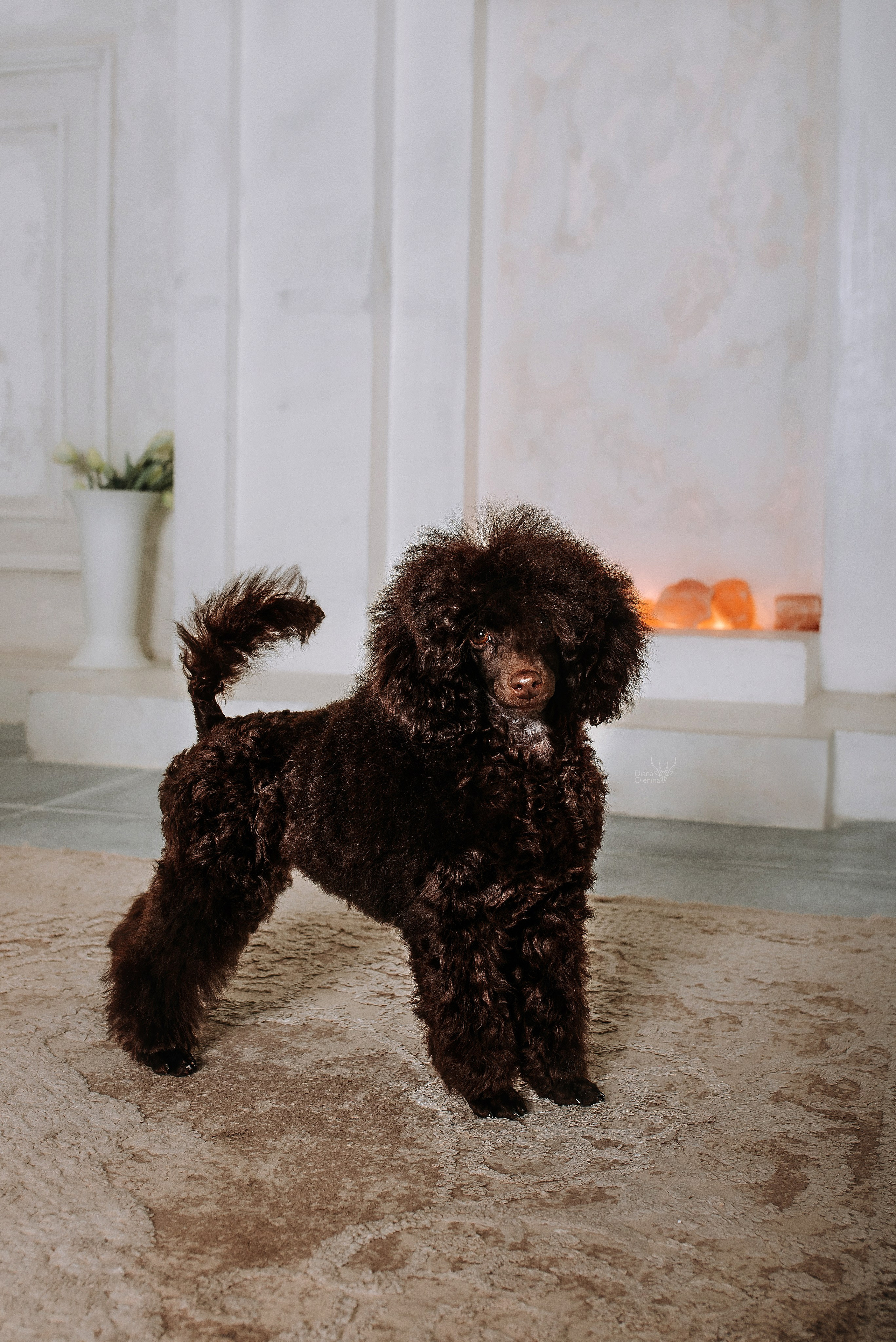 Собаки студия. Фотограф Диана Оленина Красноярск / Братск