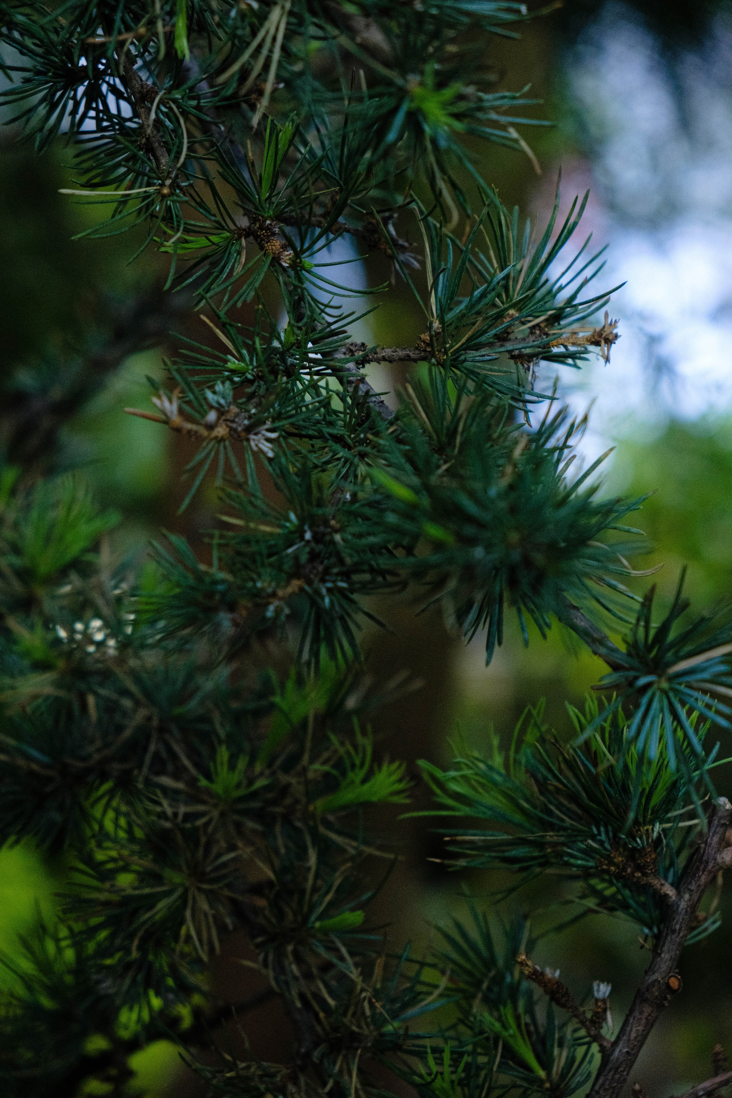 Старая Фондовая оранжерея. Алексей Никифоров свадебный и семейный фотограф Москва, Химки
