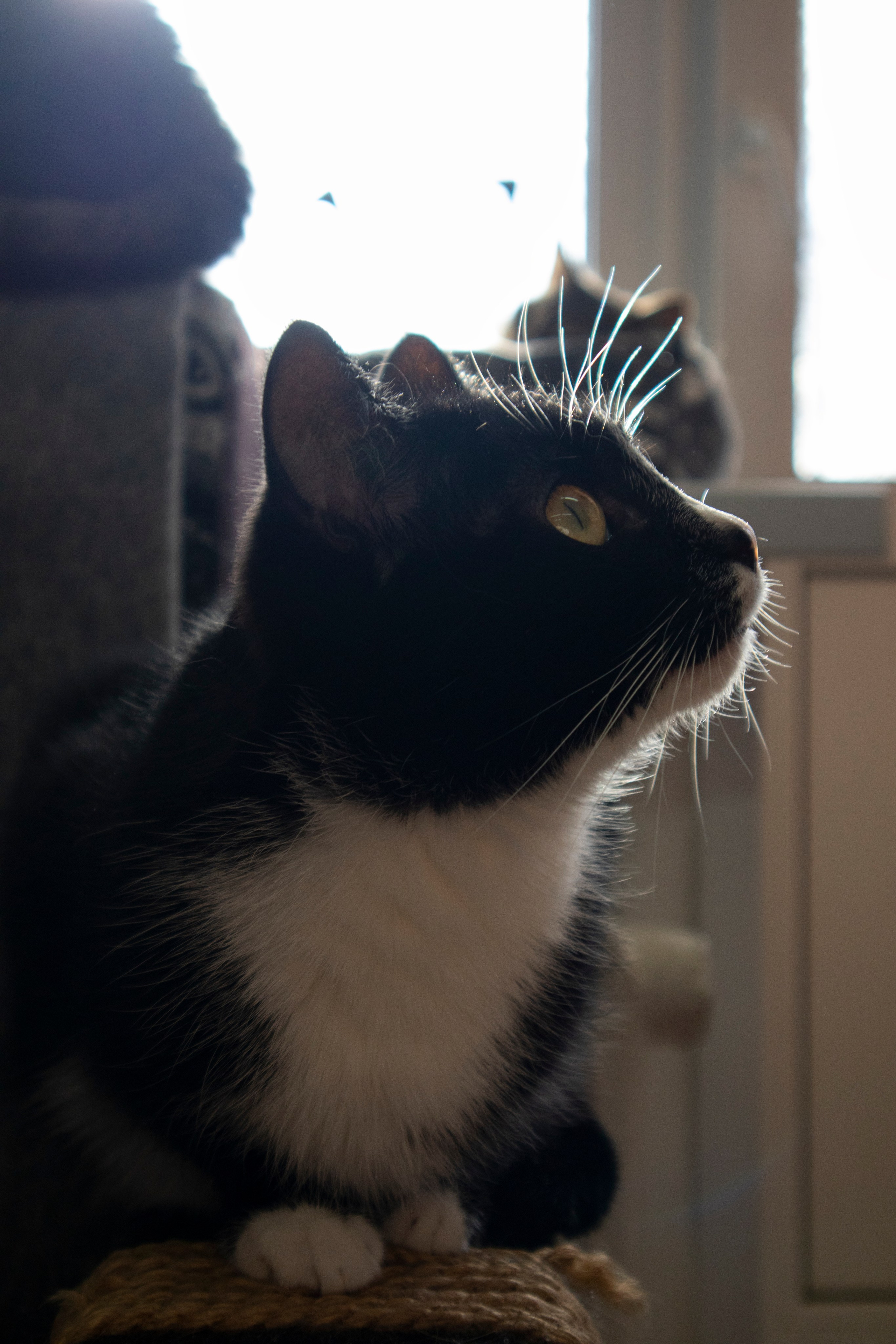 Животные. Фотограф Красноярск | Касьянова Мира