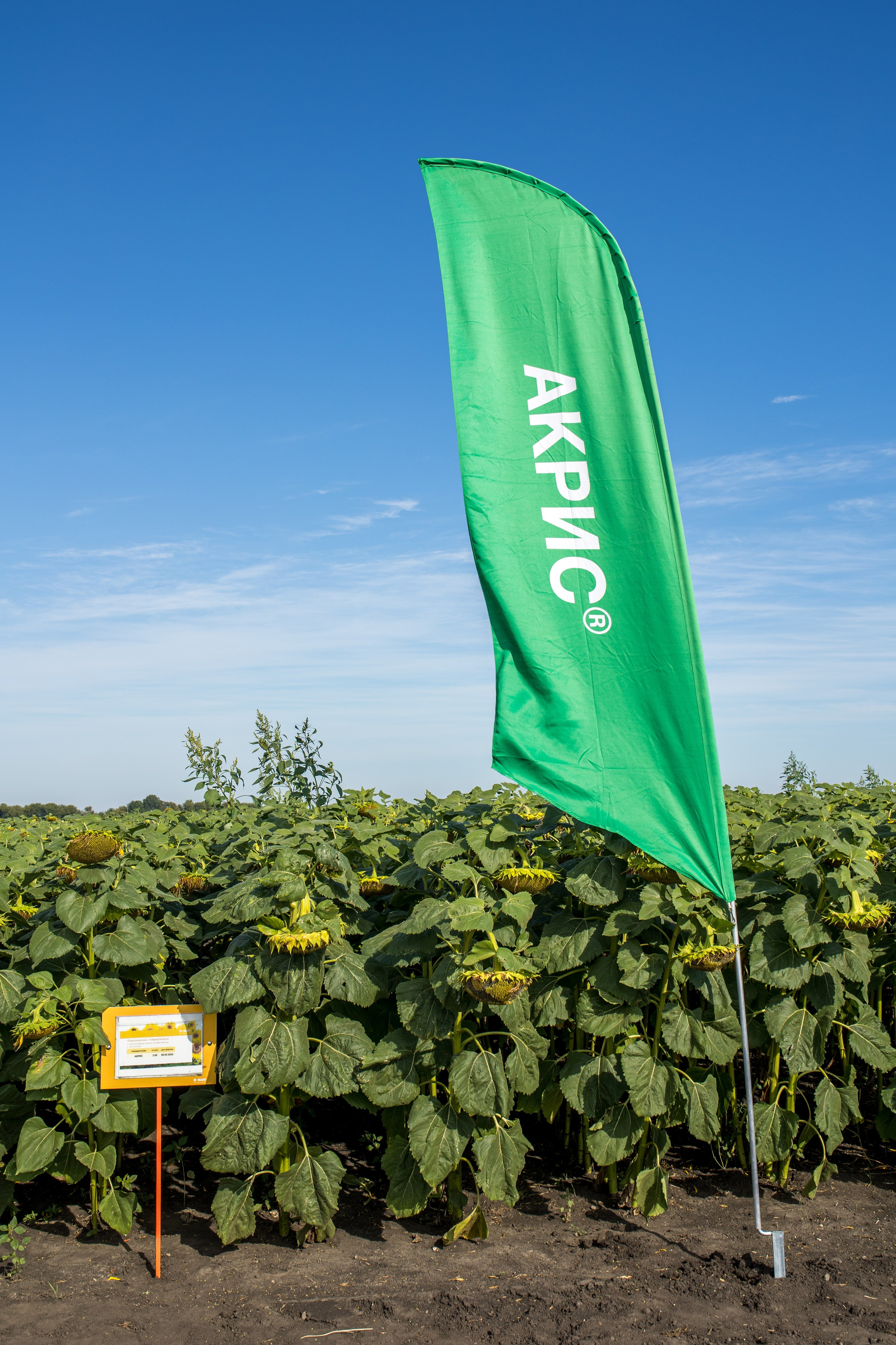 Решения для сельского хозяйства BASF 16.08.2022. Владислав Волков | Фотография и видеосъемка в Воронеже