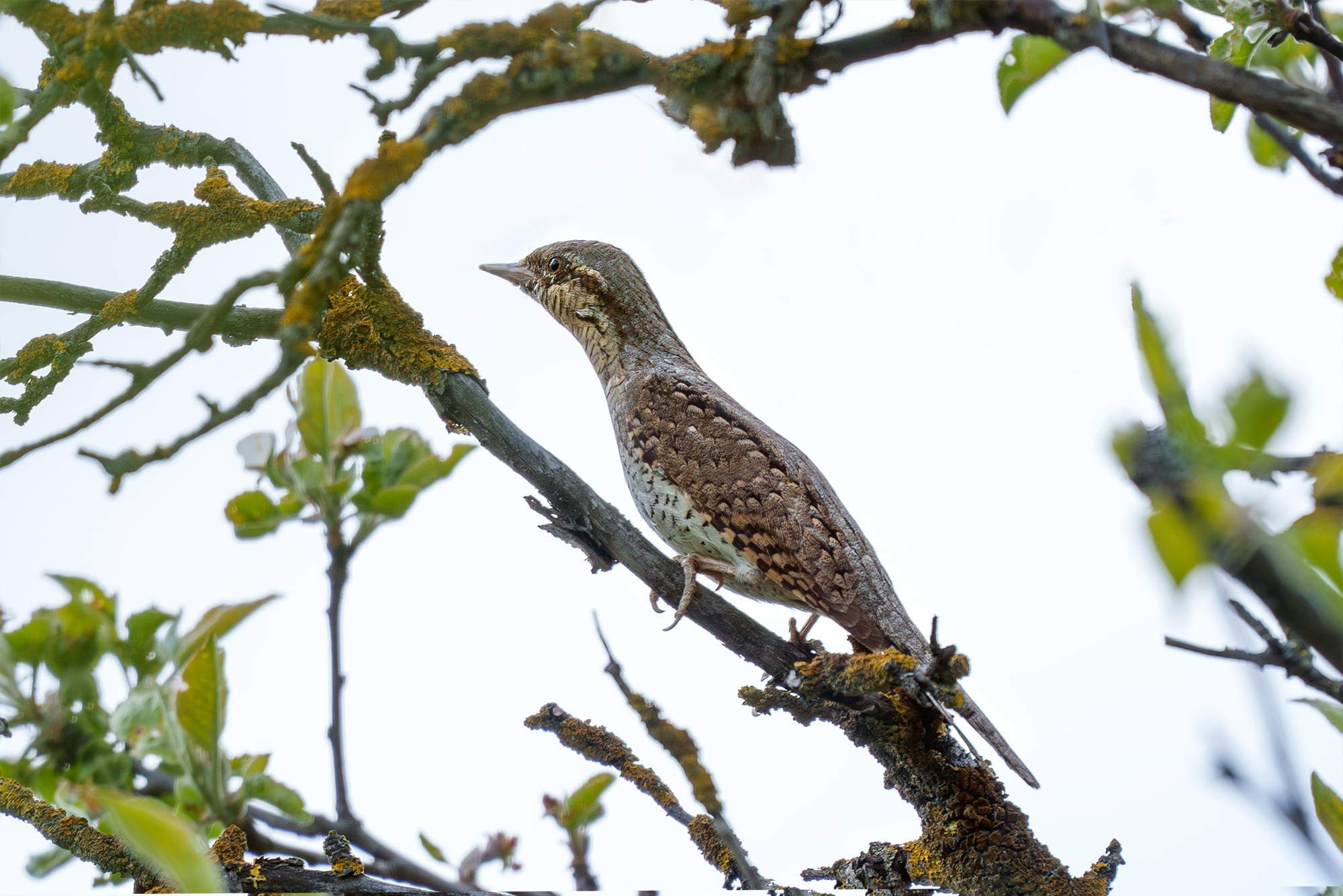 Удивительные мир птиц. Вокруг нас столько прекрасного — присмотритесь!. Ваш личный фотограф Марина Волкова