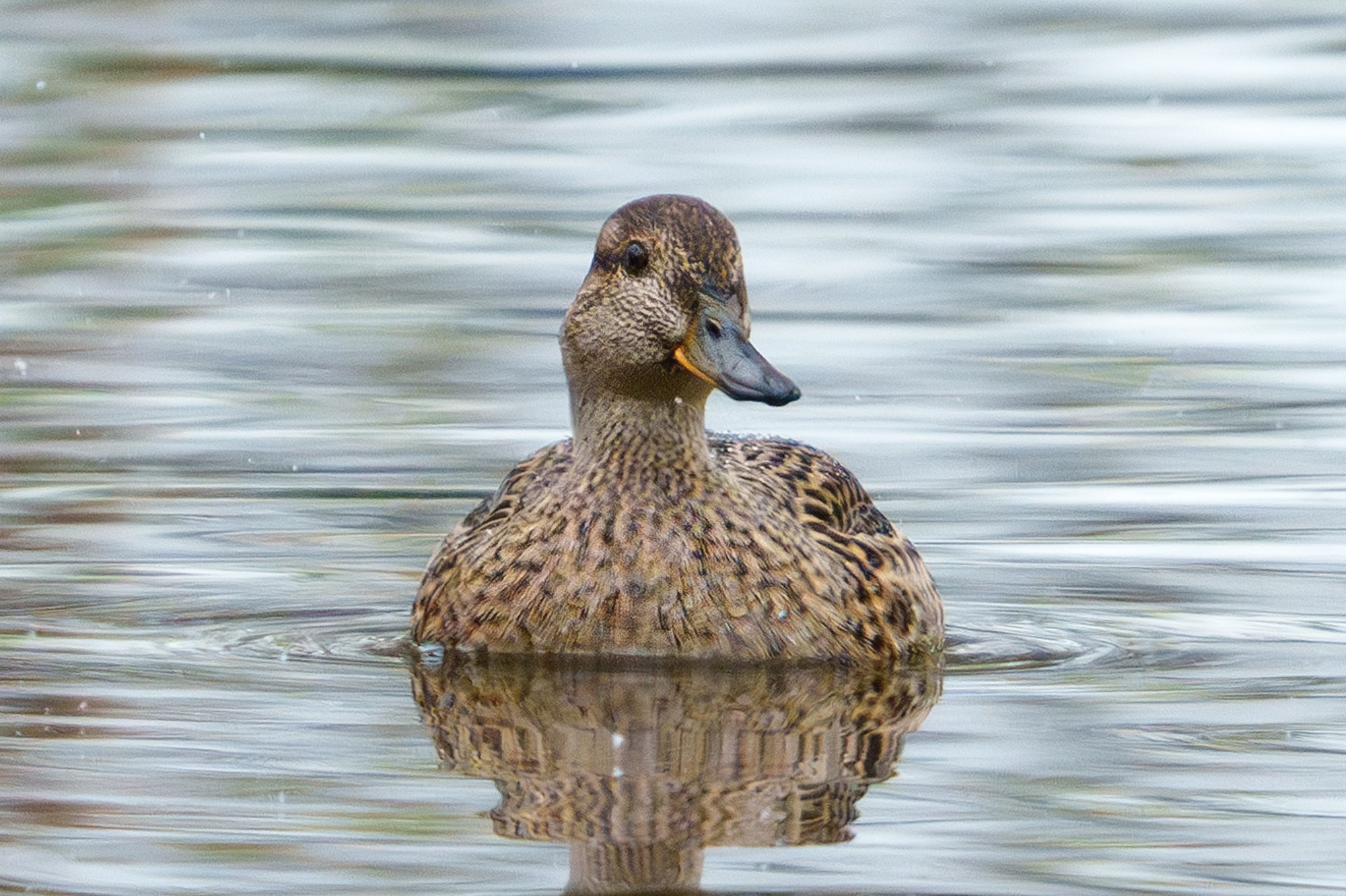Удивительные мир птиц. Вокруг нас столько прекрасного — присмотритесь!. Ваш личный фотограф Марина Волкова