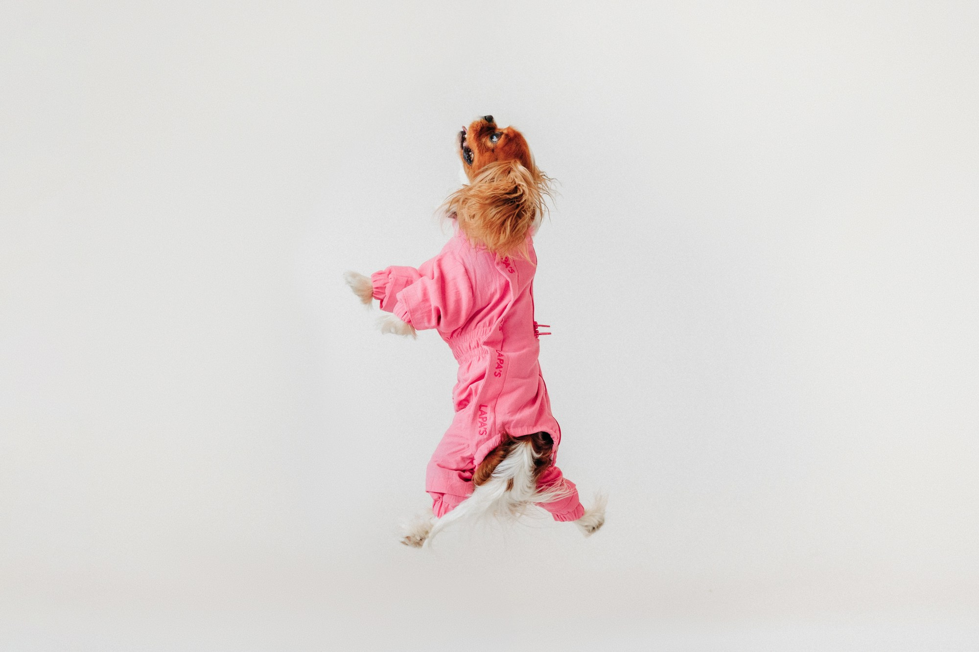 Одежда Lapa`s brand. Фотограф-анималист Елена Радченко, Москва