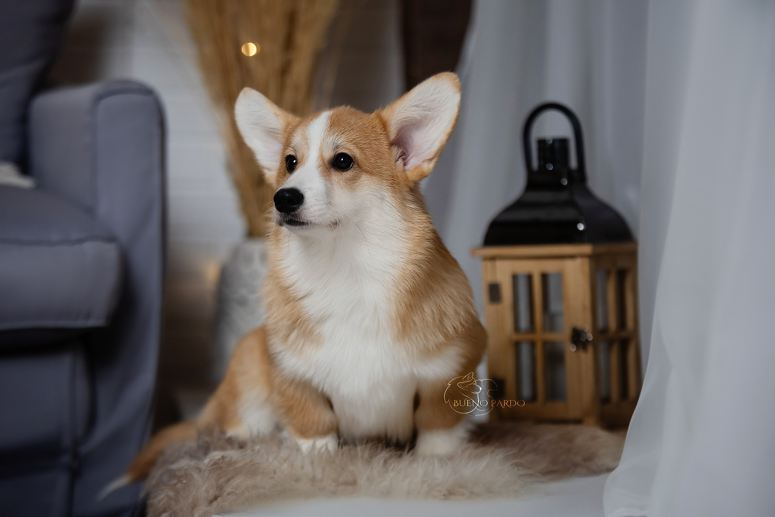 А — Кола и Цесей. Kawaii Kuma питомник собак пород Корги пемброк, Акита ину, Сиба