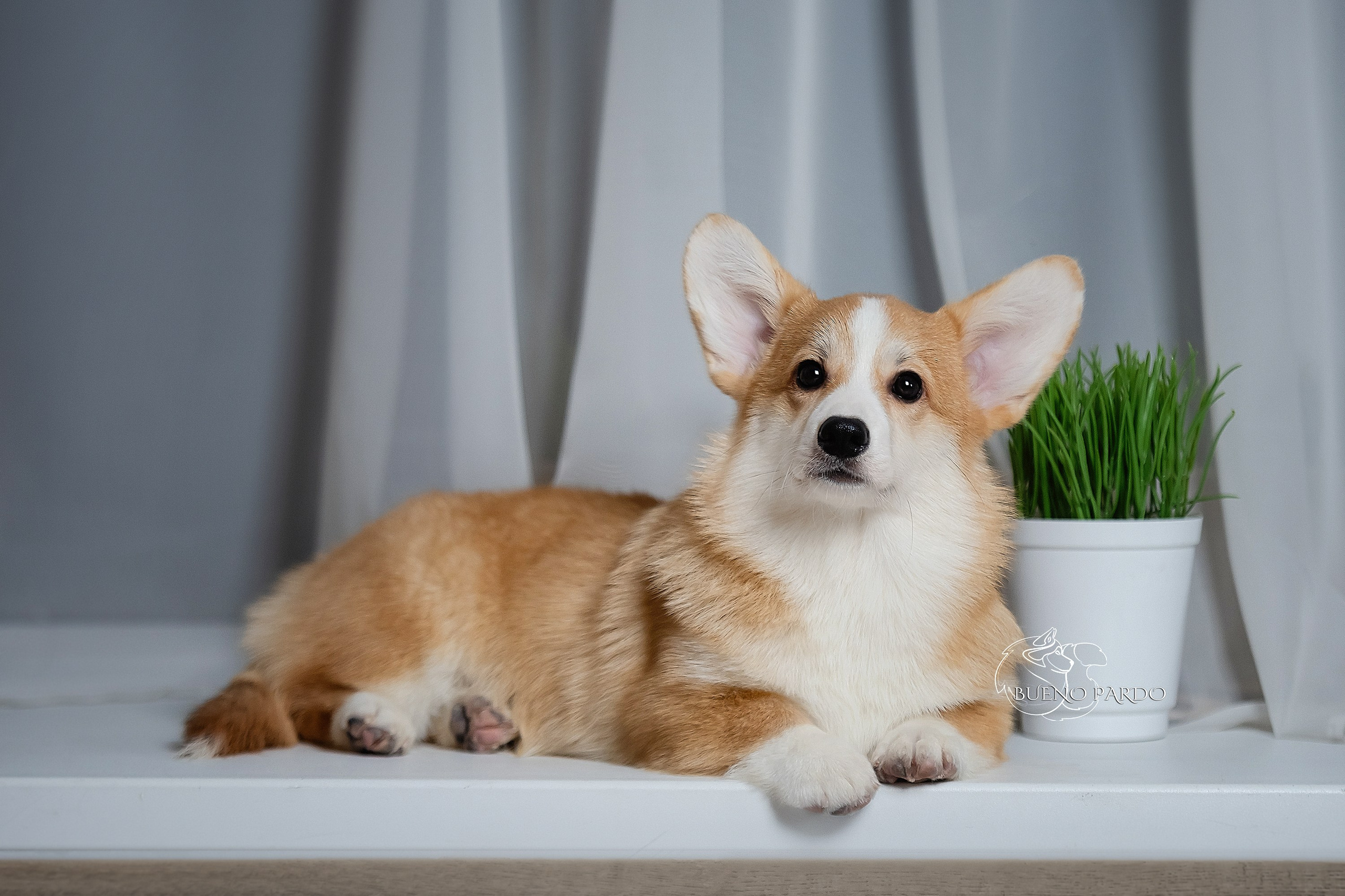 А — Кола и Цесей. Kawaii Kuma питомник собак пород Корги пемброк, Акита ину, Сиба