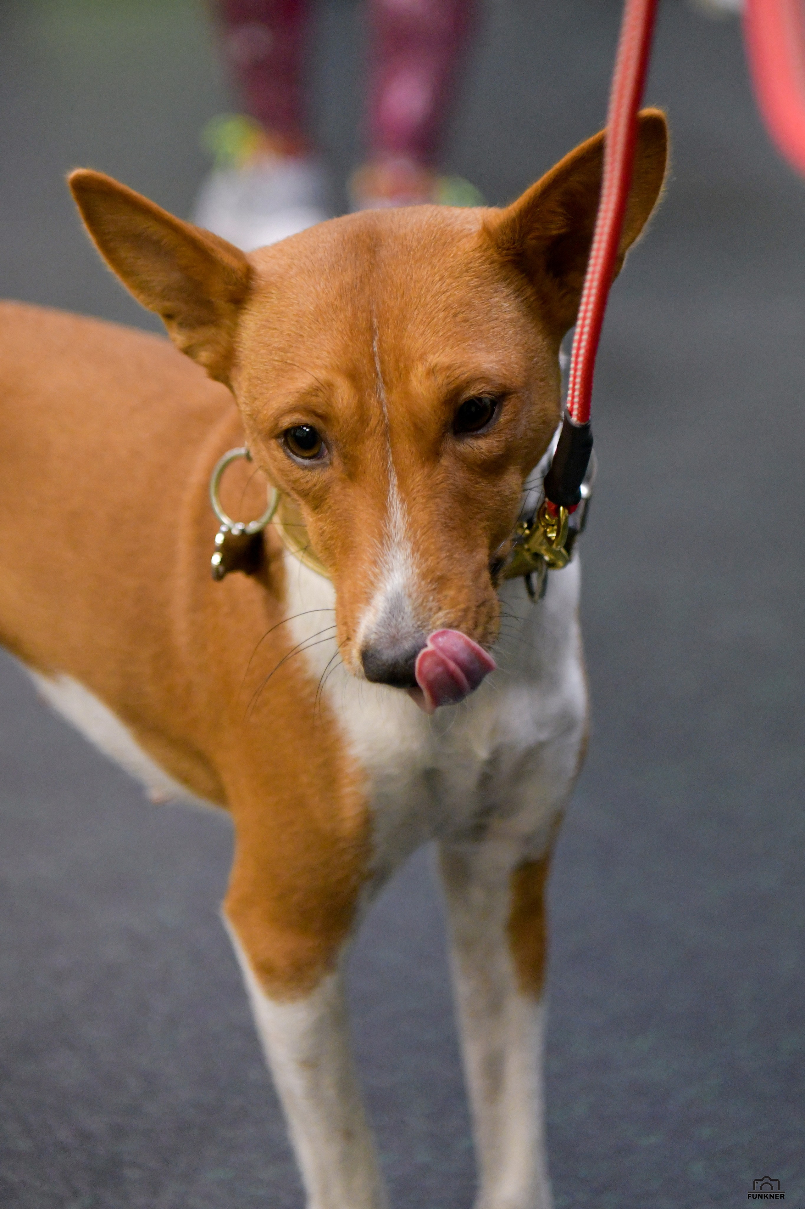 Кинологический клуб «Бодрый хвост». Свой взгляд через объектив