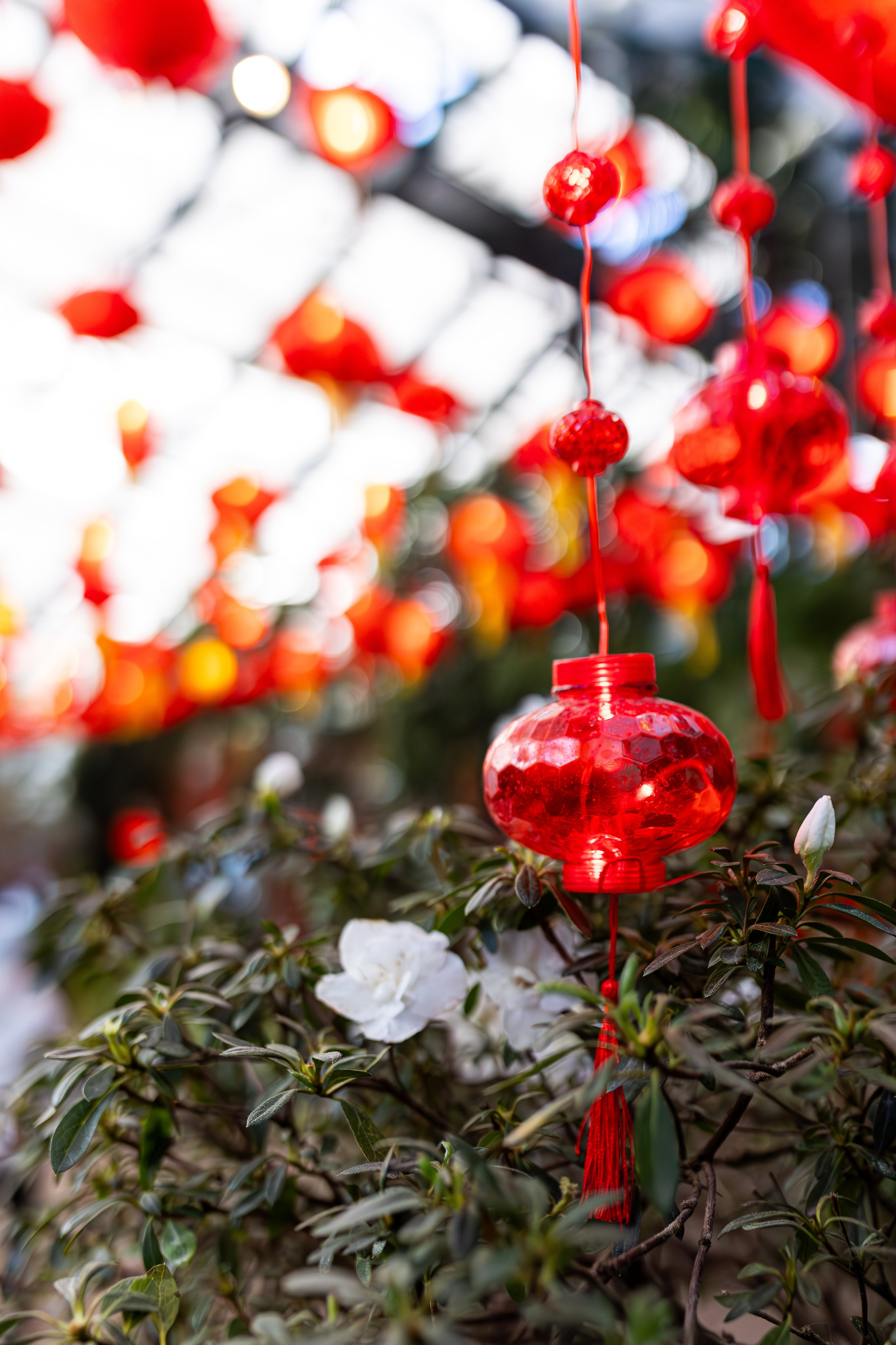 Аптекарский огород МГУ. Китай. Александра Куликова фотограф, Москва