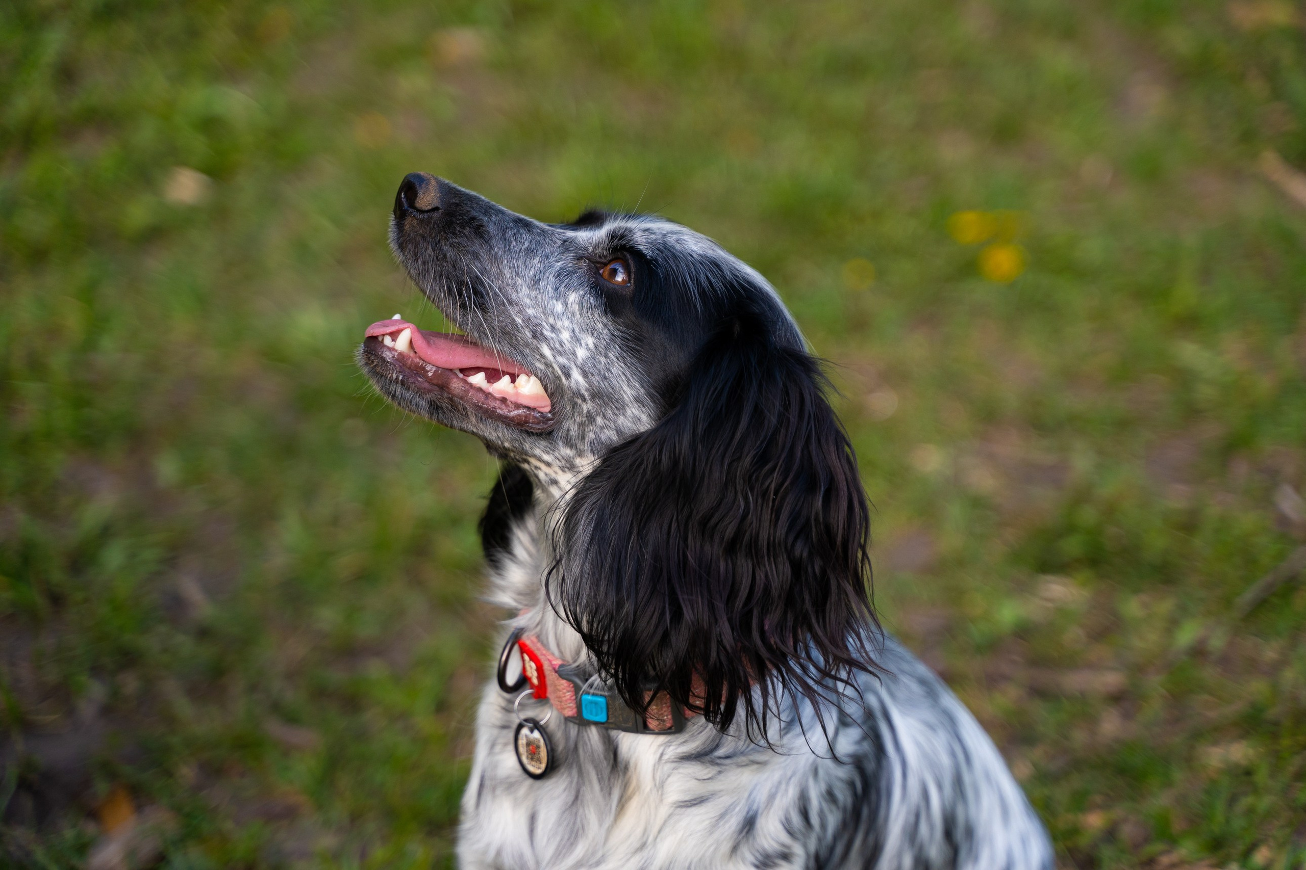 Прогулки. Фотограф-анималист, портретный фотограф в Чебоксарах Мария Садыкова