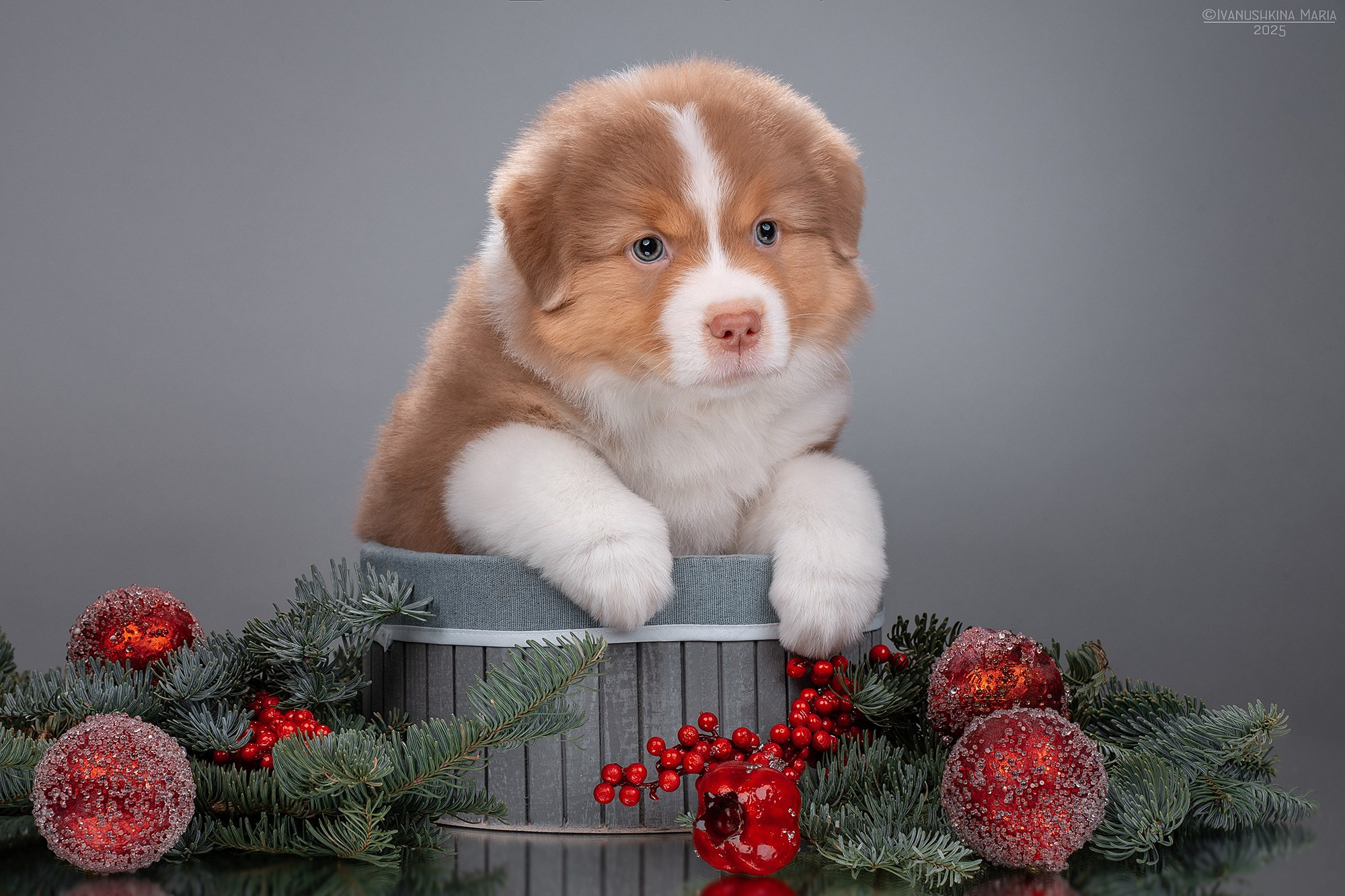 Фотосессия щенков на фонах. Фотограф собак в Москве и Московской области Иванушкина Мария