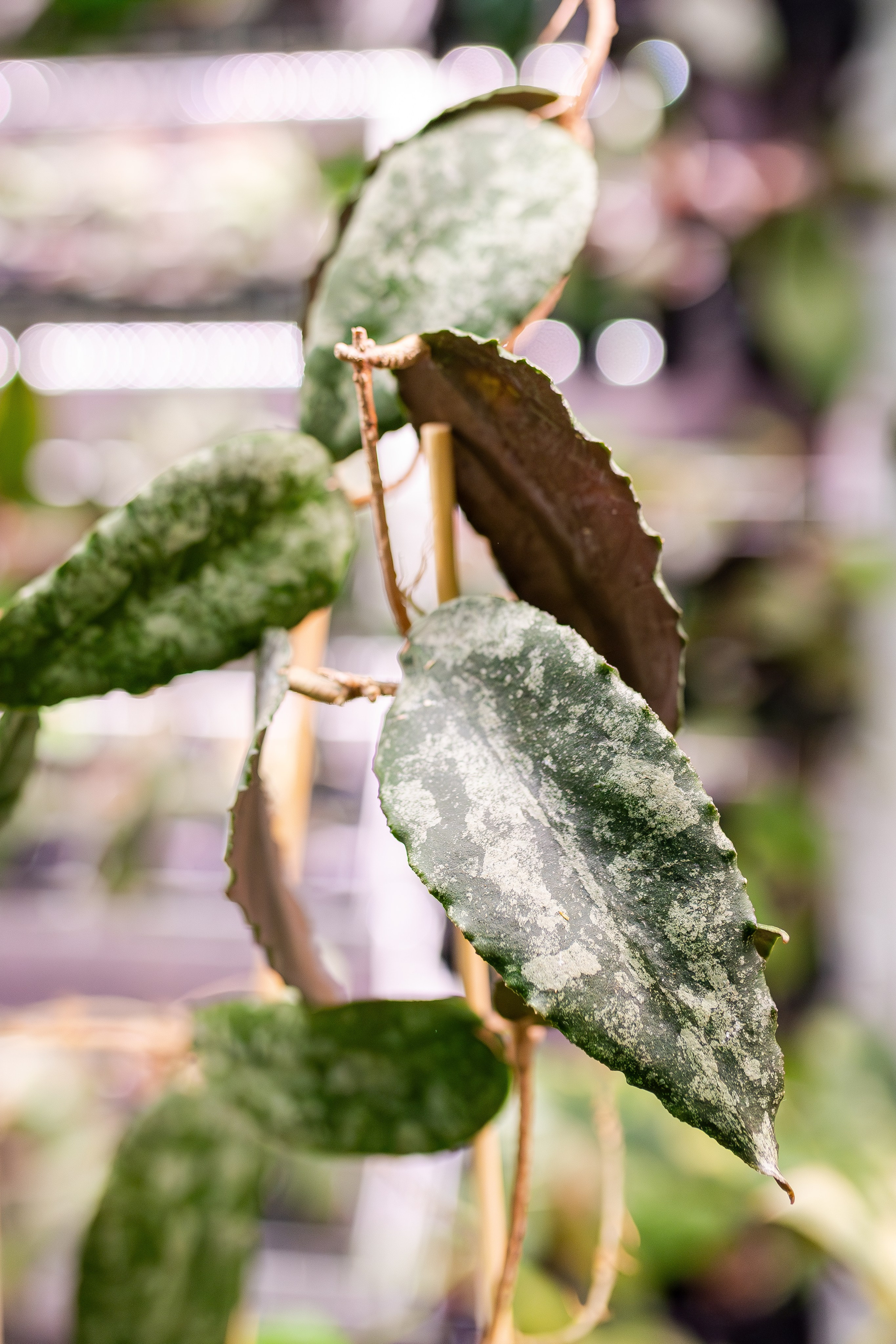 Монстериум апрель 2026. Александра Куликова фотограф, Москва