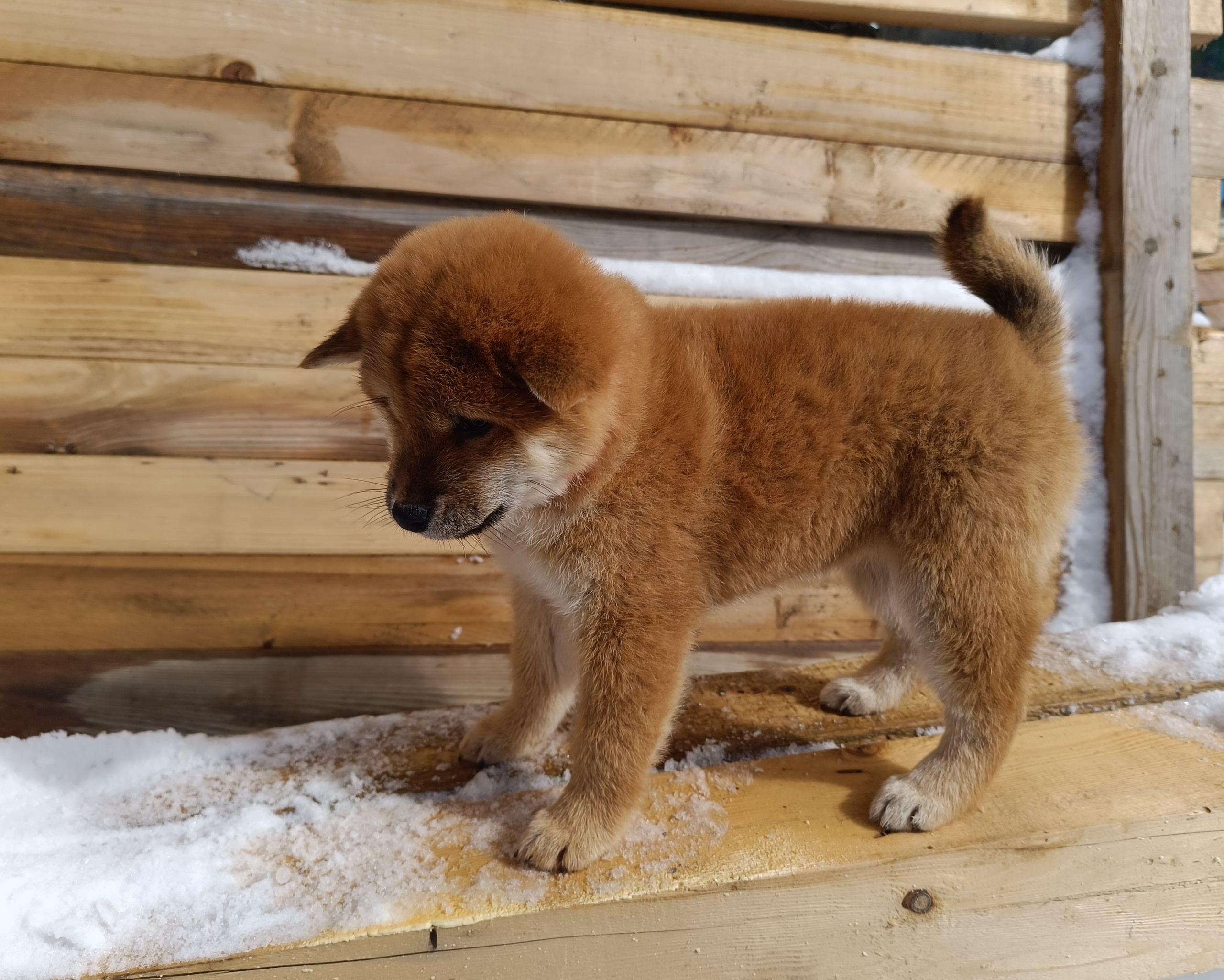 Сиба Rubylight Ellis питомник Рубилайт 