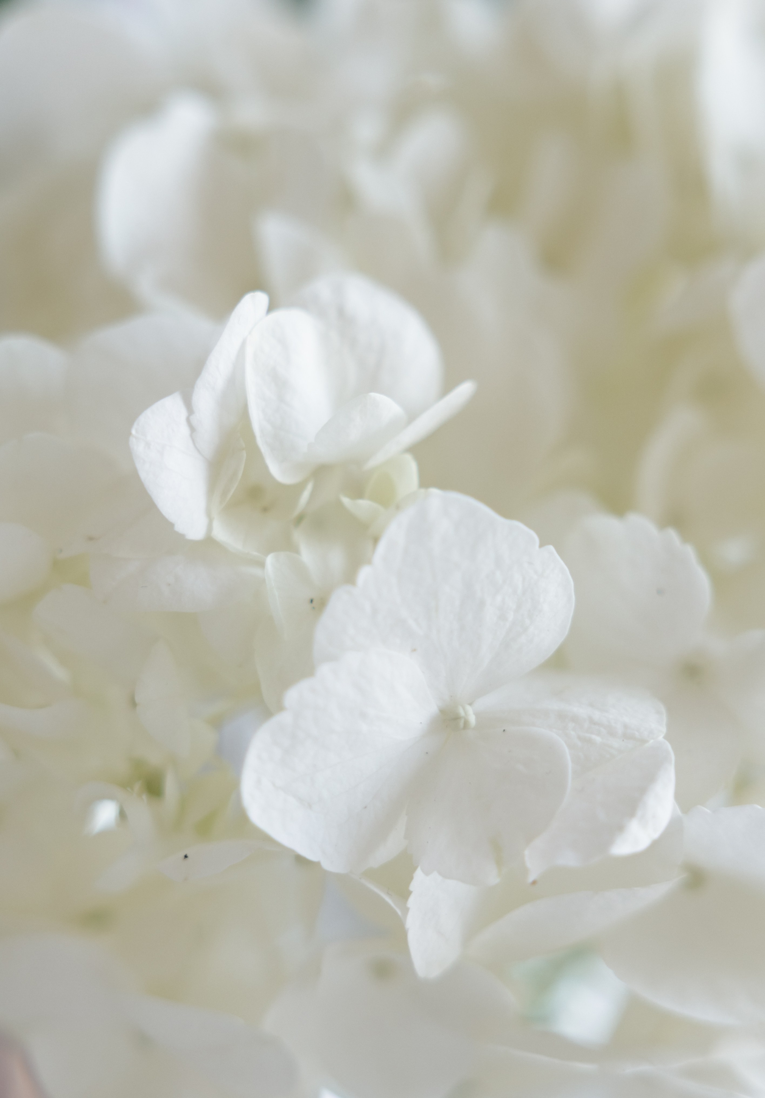 МЫ С ТОБОЮ СВЯЗАНЫ. Фотограф Наталия Бирюкова