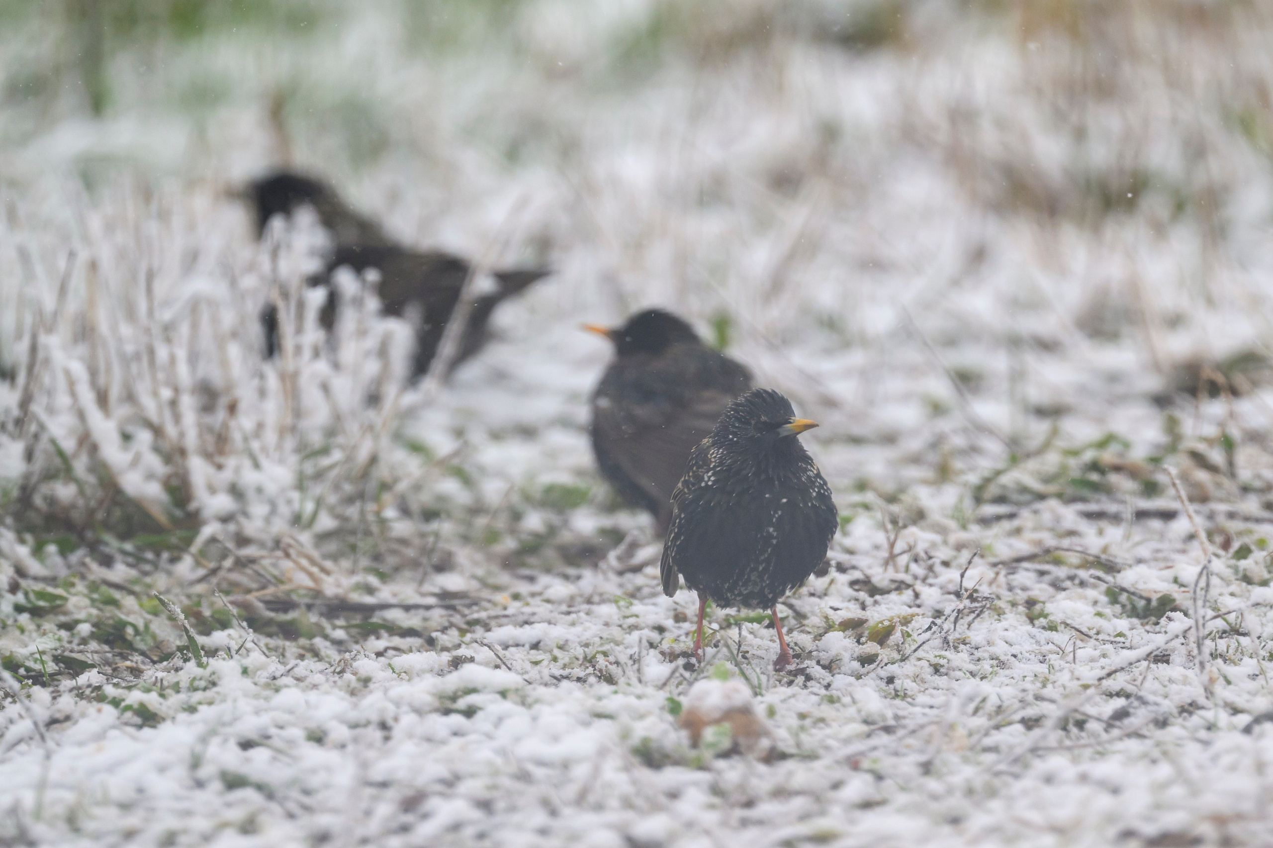 Метель продолжается. Wildlife photography by Sergey Puponin