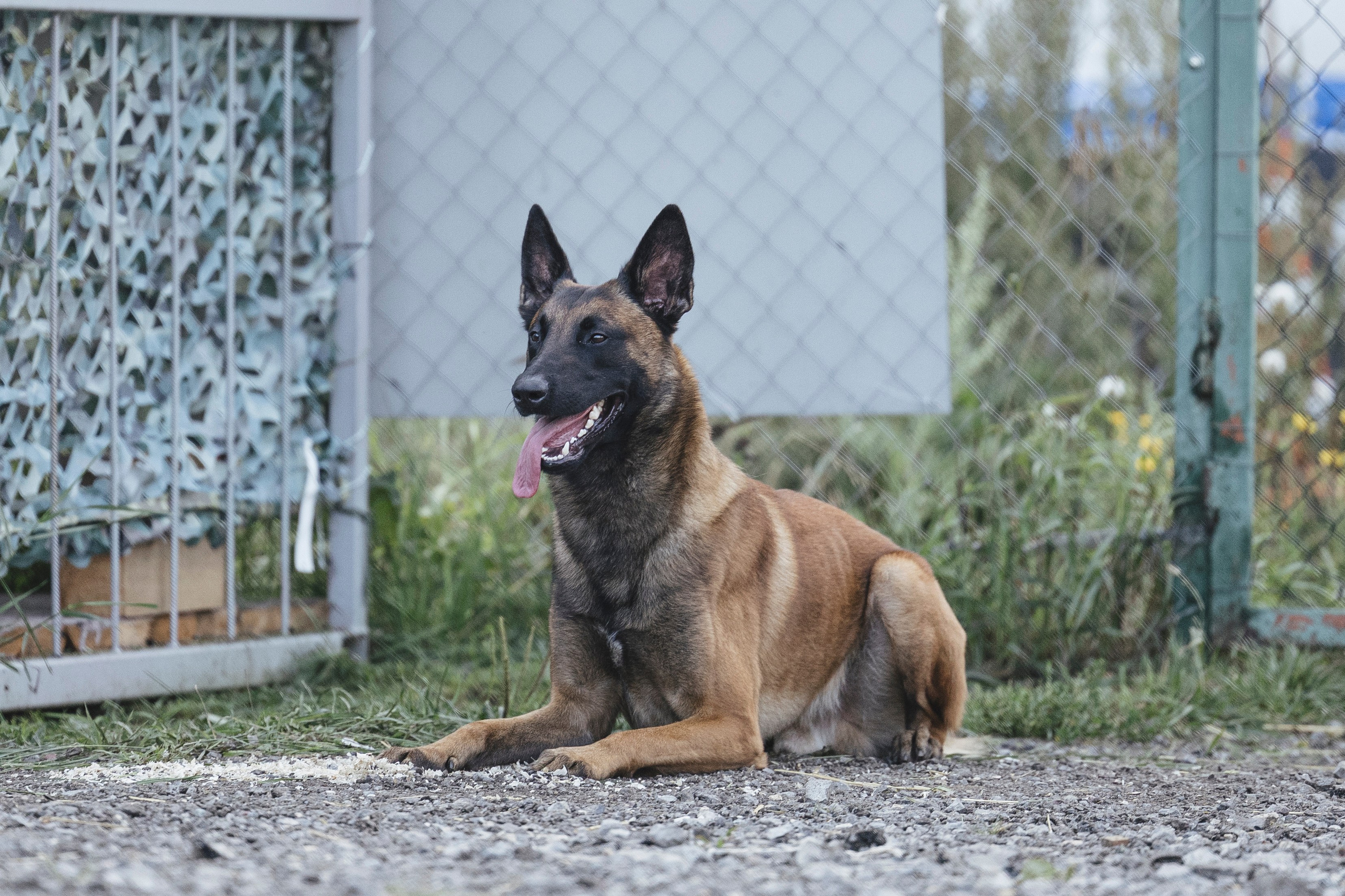 08.08.25-10.08.25 ЧР по мондьорингу г. Вологда. Фотограф-анималист Анна Маринич