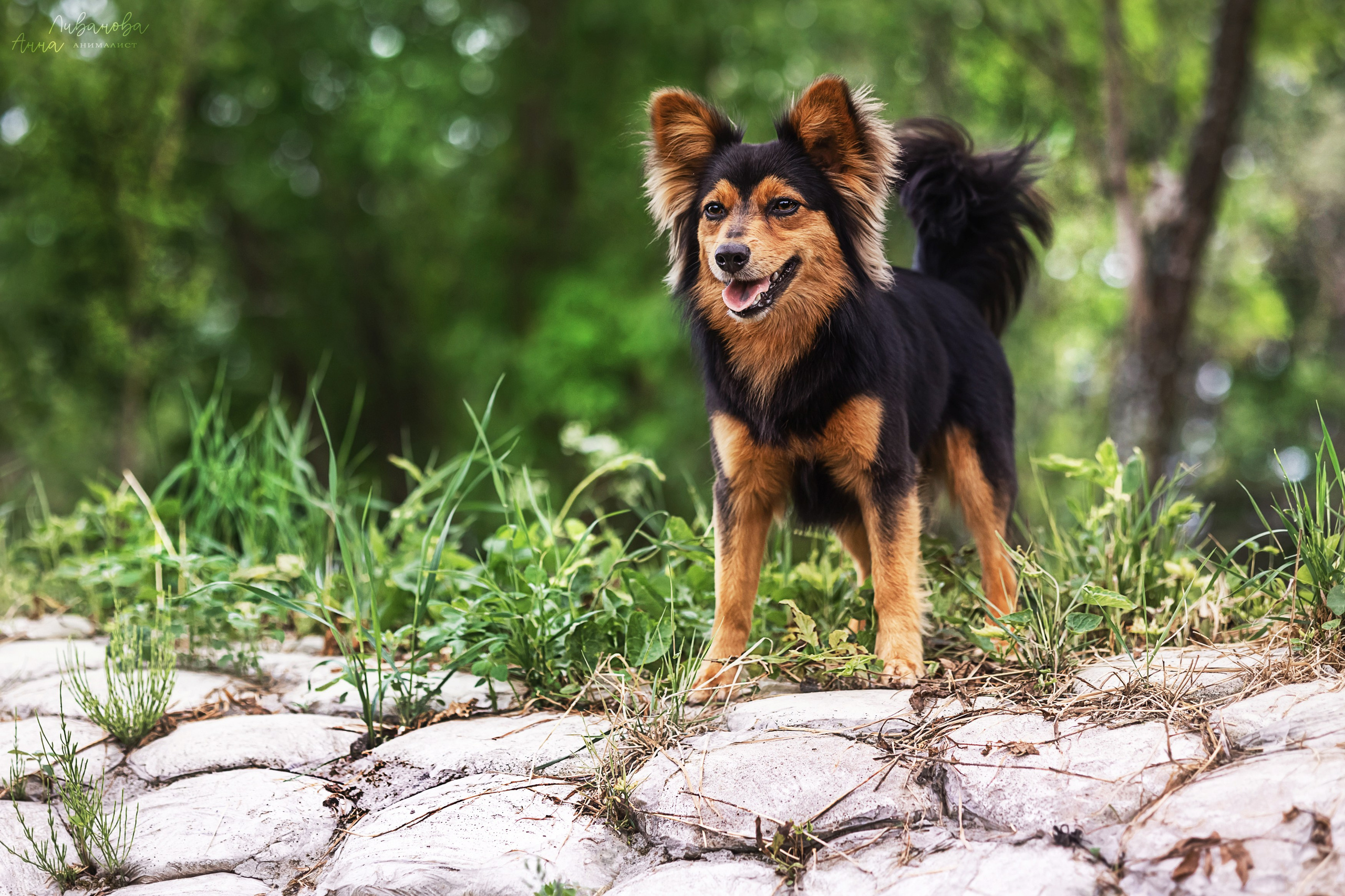 Рита и Ко. Фотограф анималист Аня Ливанова | Рыбинск
