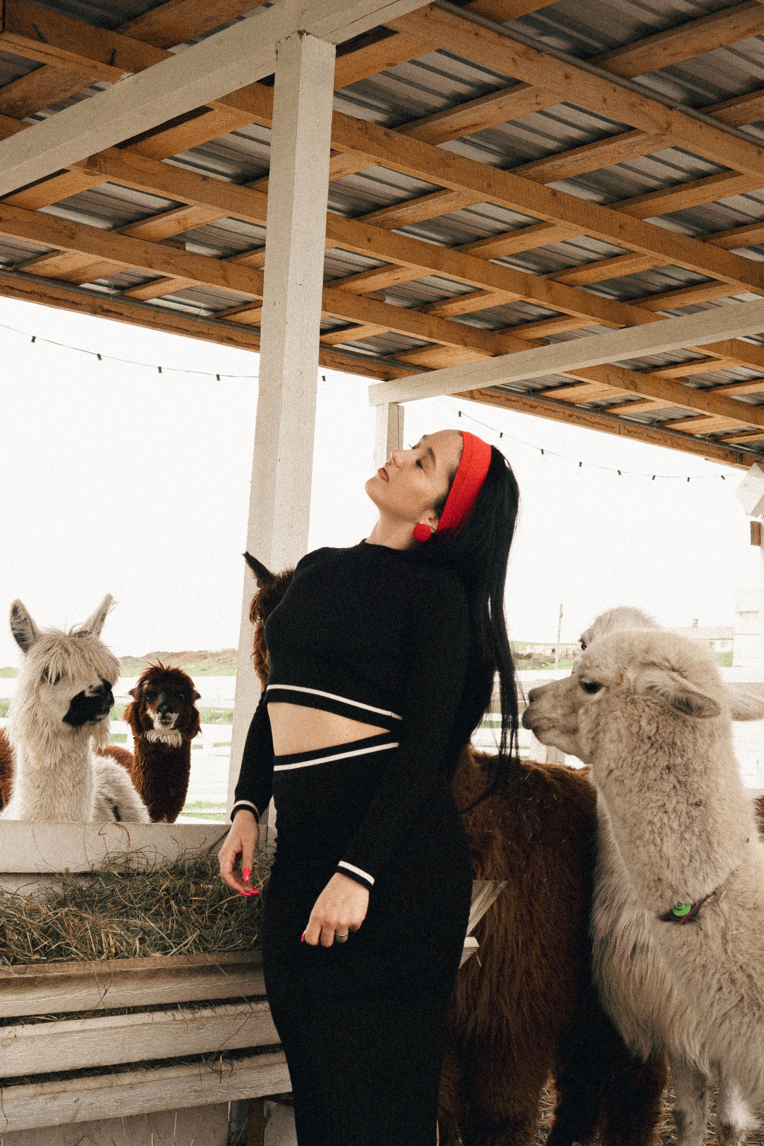 Ферма Альпак. Профессиональный фотограф, Санкт-Петербург — Виктория Богомолова