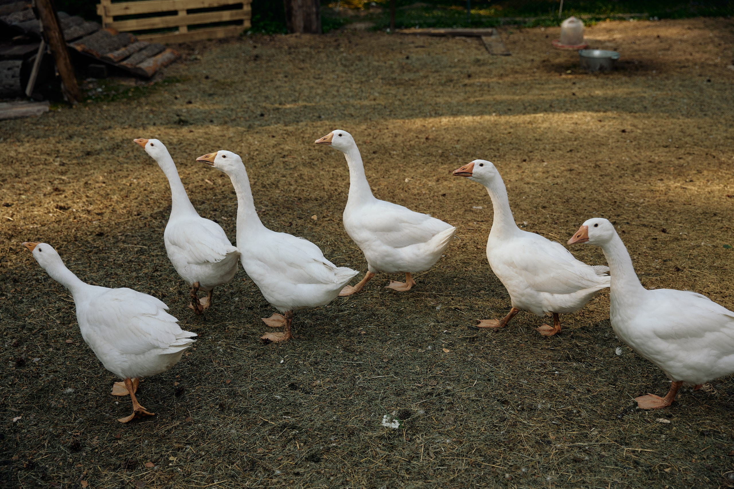 Konstantin & Elizabeth. Event агентство PAPRIKA в Екатеринбурге