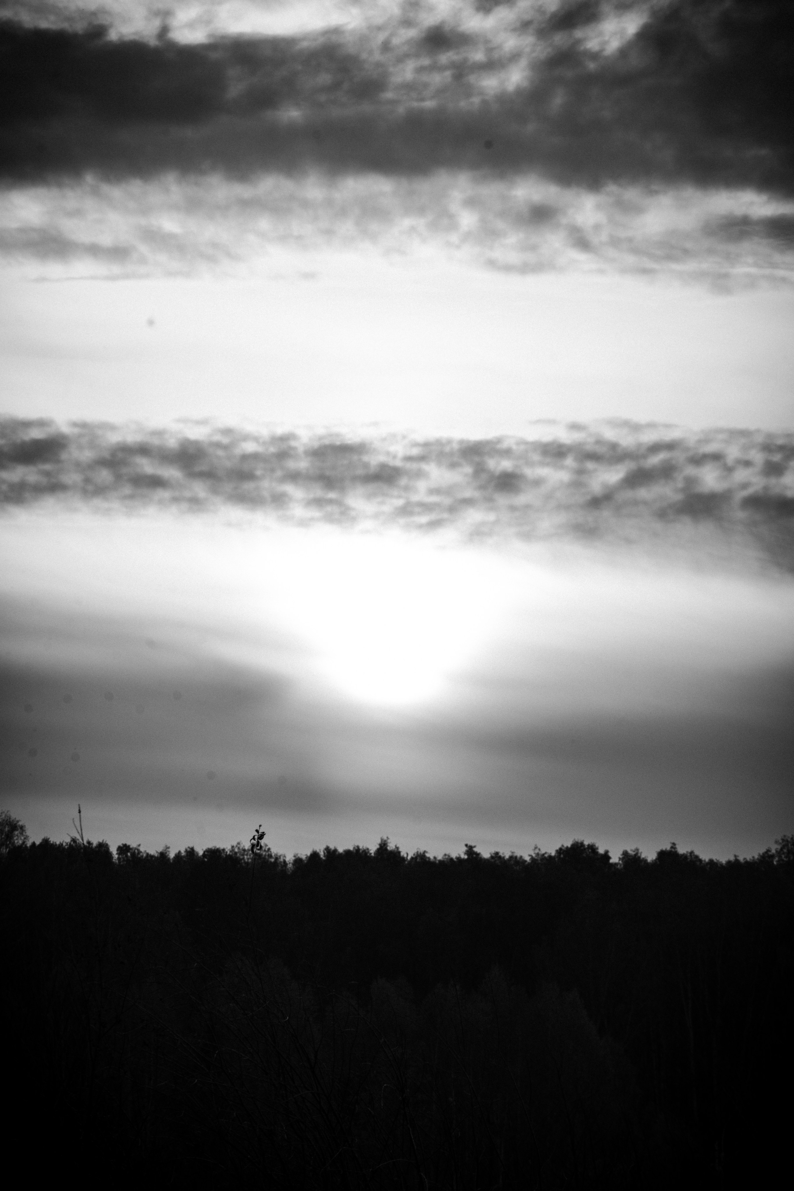 Natural Noir. Whoii art