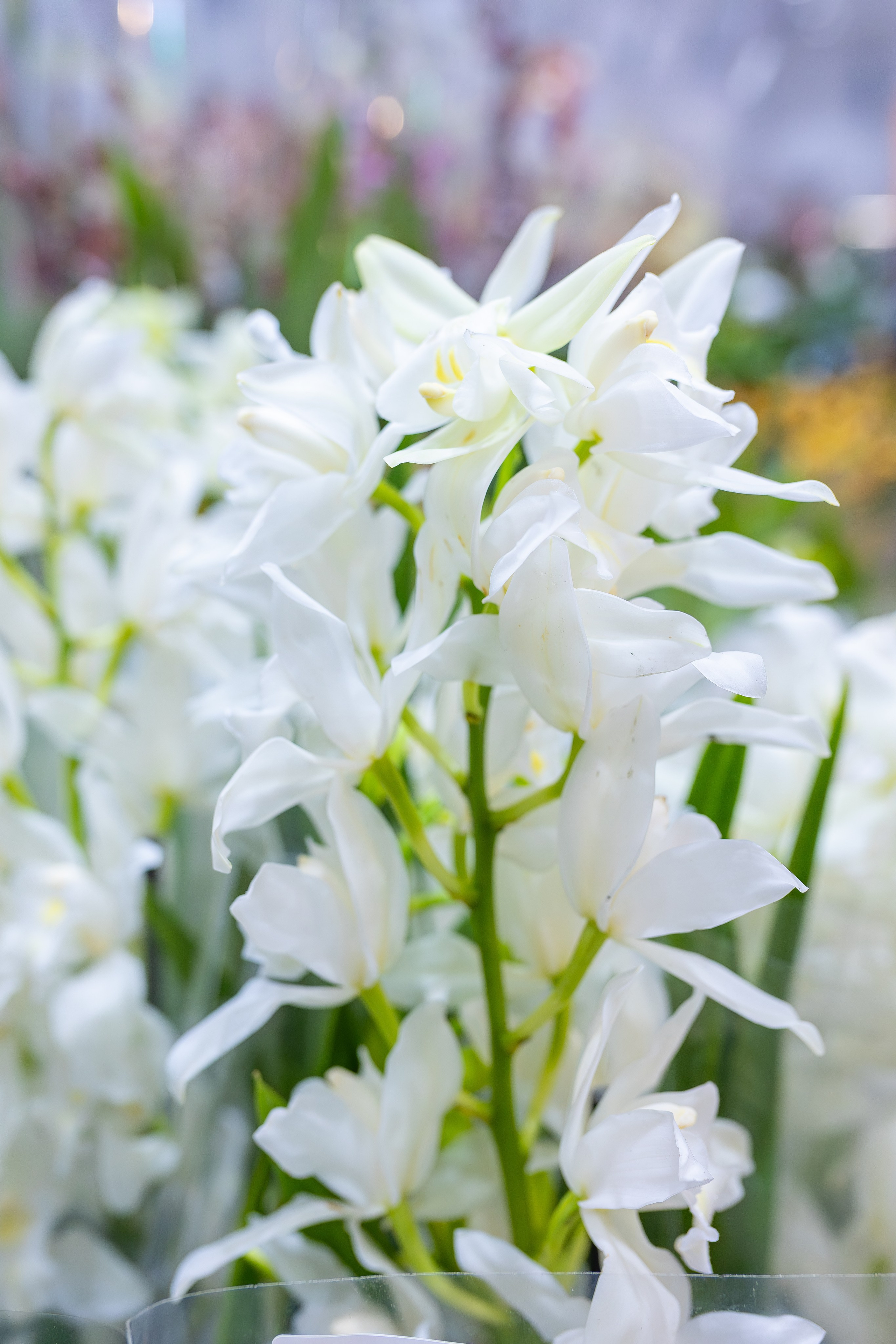 Орхидиум 12.2025. Александра Куликова фотограф, Москва