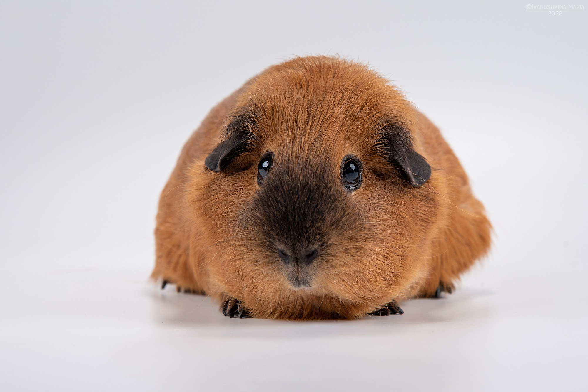 Фотосессии экзотических животных в студии. Фотограф собак в Москве и Московской области Иванушкина Мария