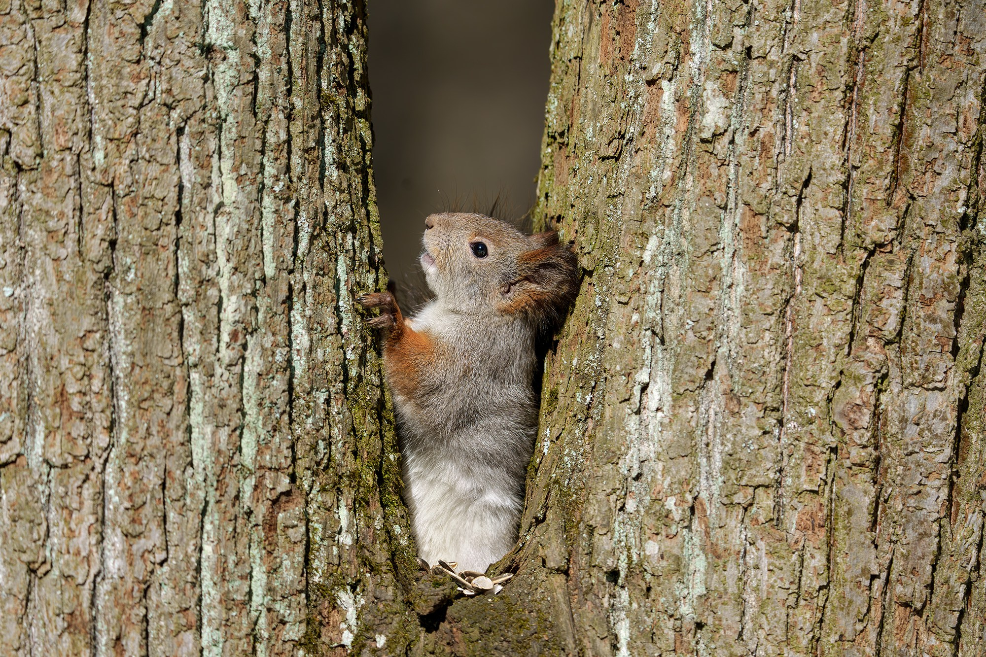 Животные. Ваш личный фотограф Марина Волкова