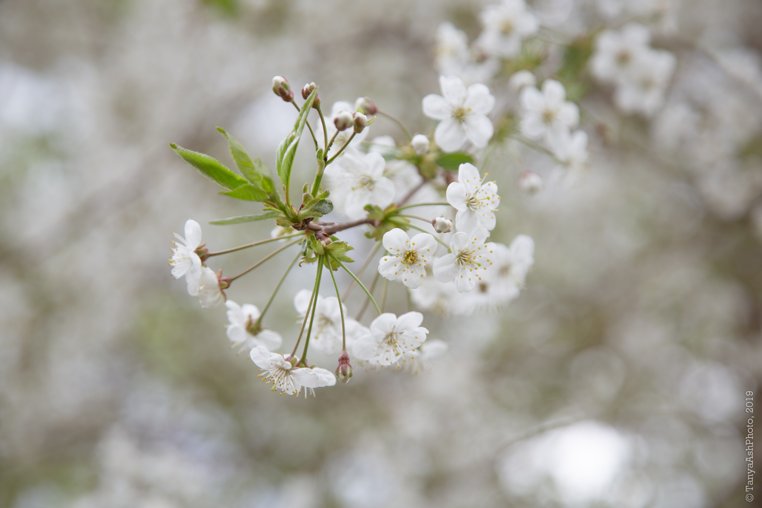 Коллекция пейзажных фотографий. Photographer Sonkina Tatiana (Tanya Ash)