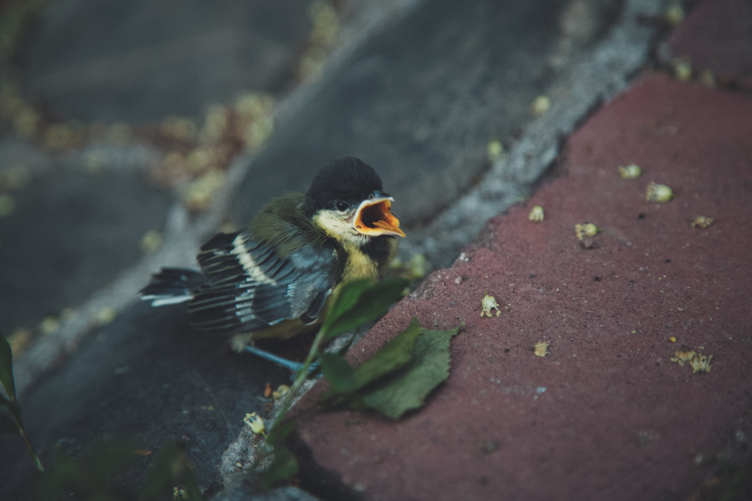 Птенец синицы