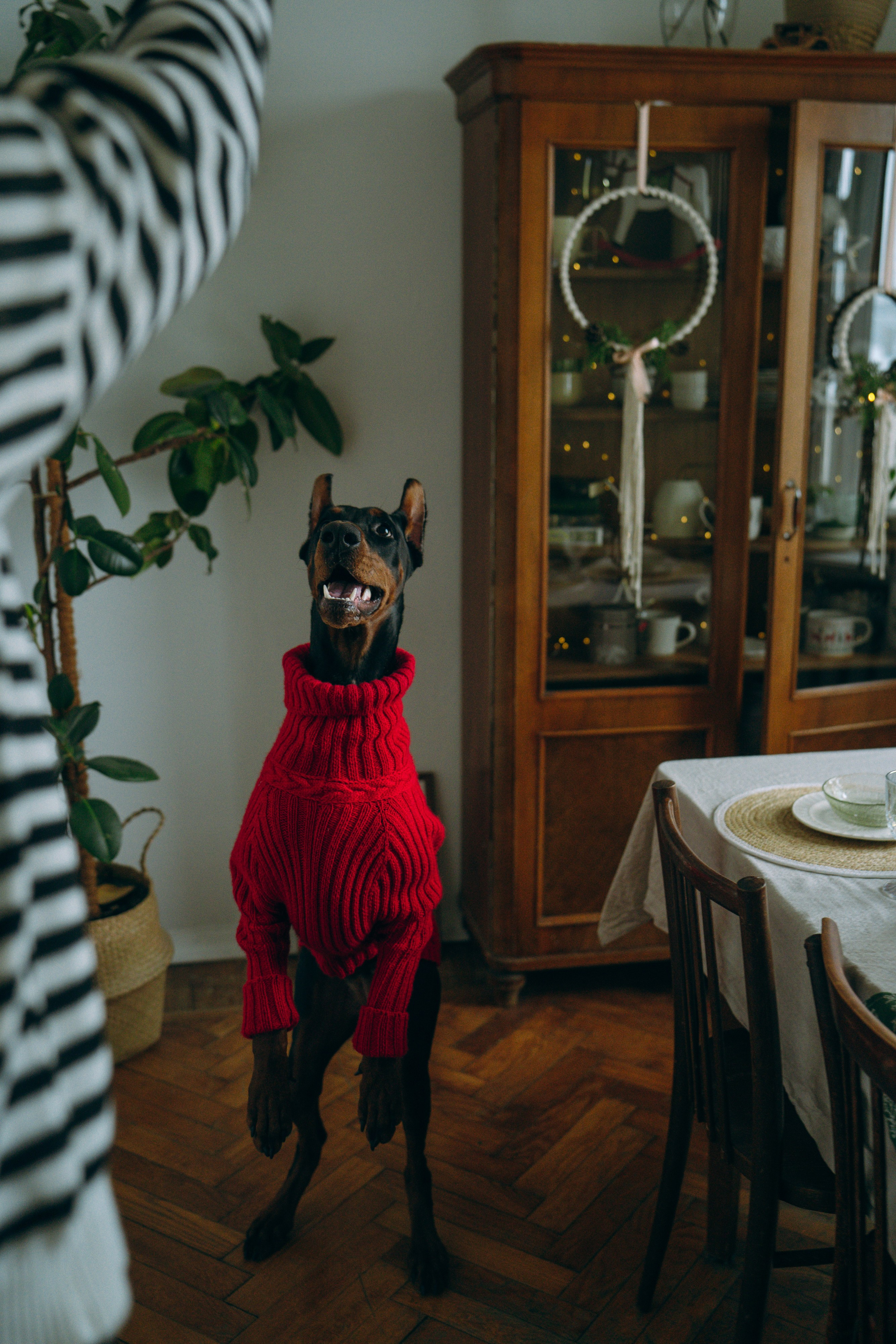 Саша и Асти. Фотограф анималист в Москве и Санкт-Петербурге Свиридова Анна
