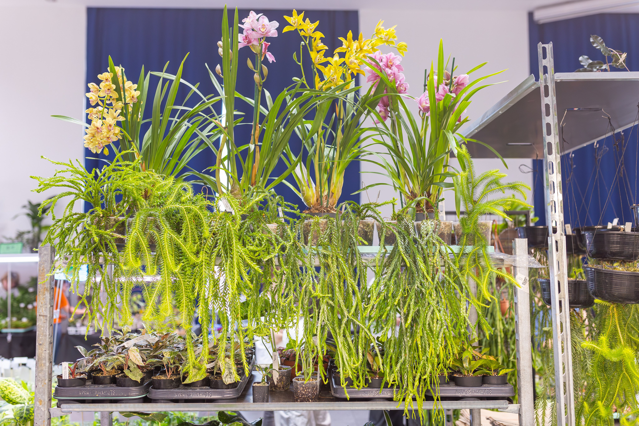 Монстериум апрель 2026. Александра Куликова фотограф, Москва