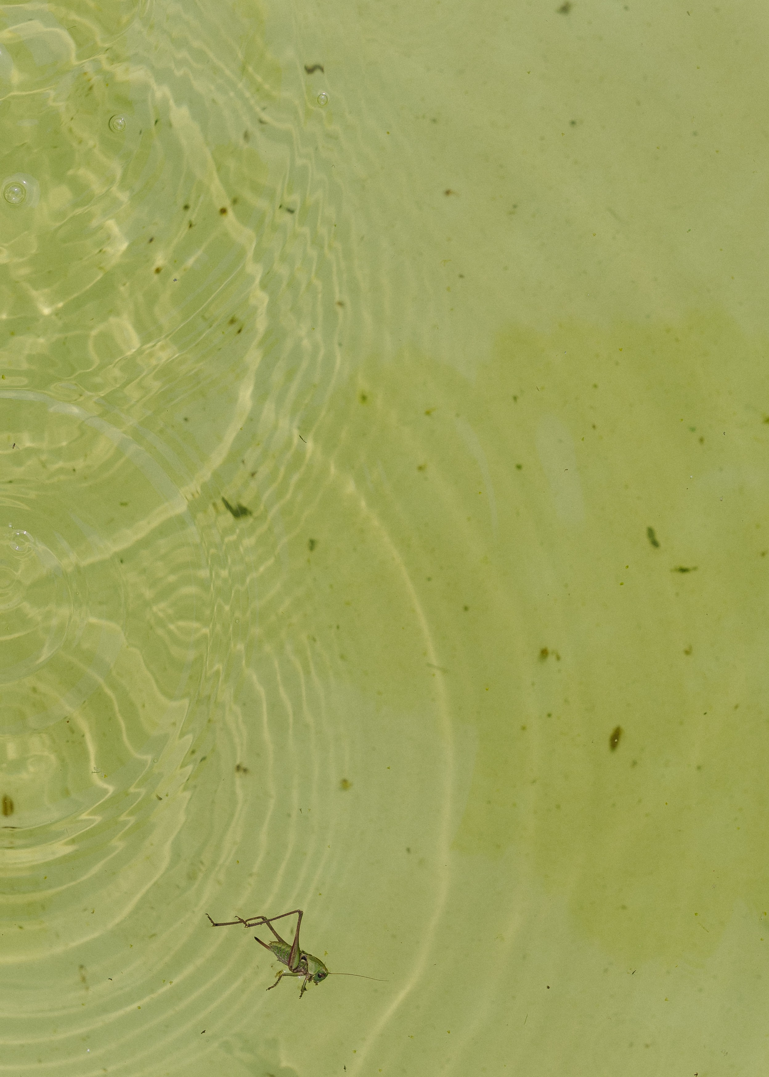 Яна и Сергей. Фотограф Вышний Волочек/Тверь/Москва/Санкт-Петербург