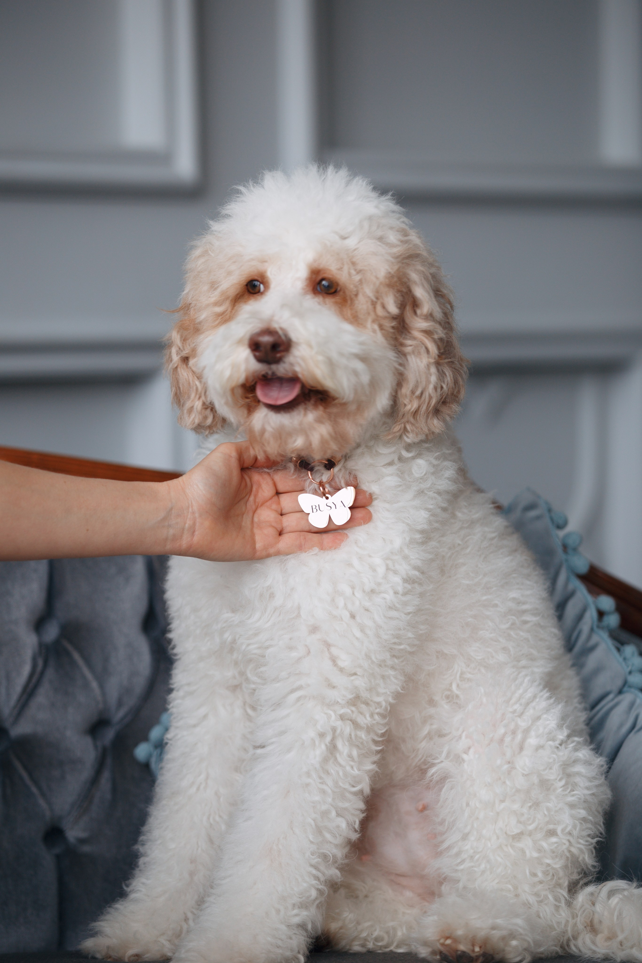 Bmbh лежанки и адресники. Фотограф анималист Кристина Карпова, Москва