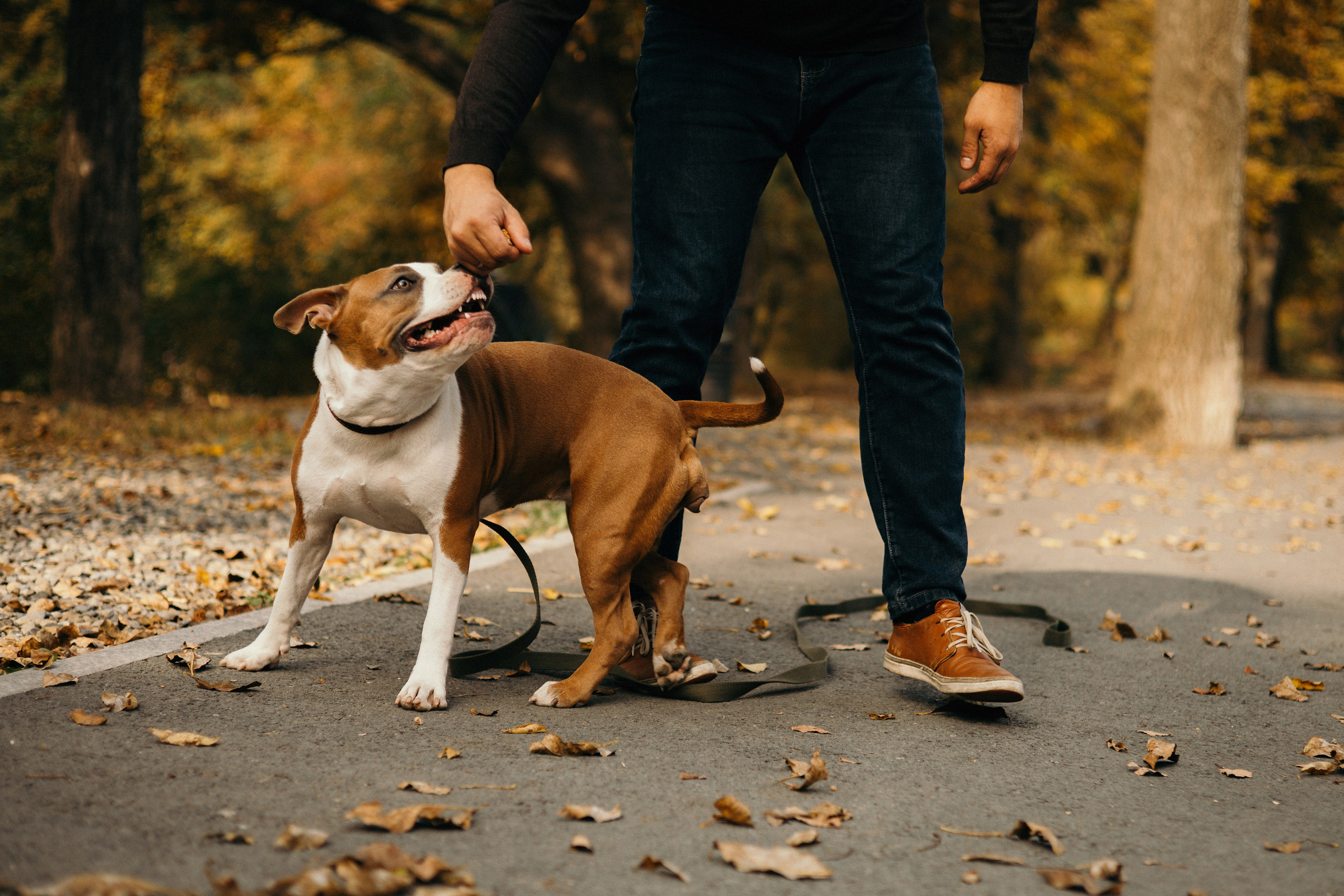 Лаффи и ее семья. Фотограф — анималист Владивосток, Алина