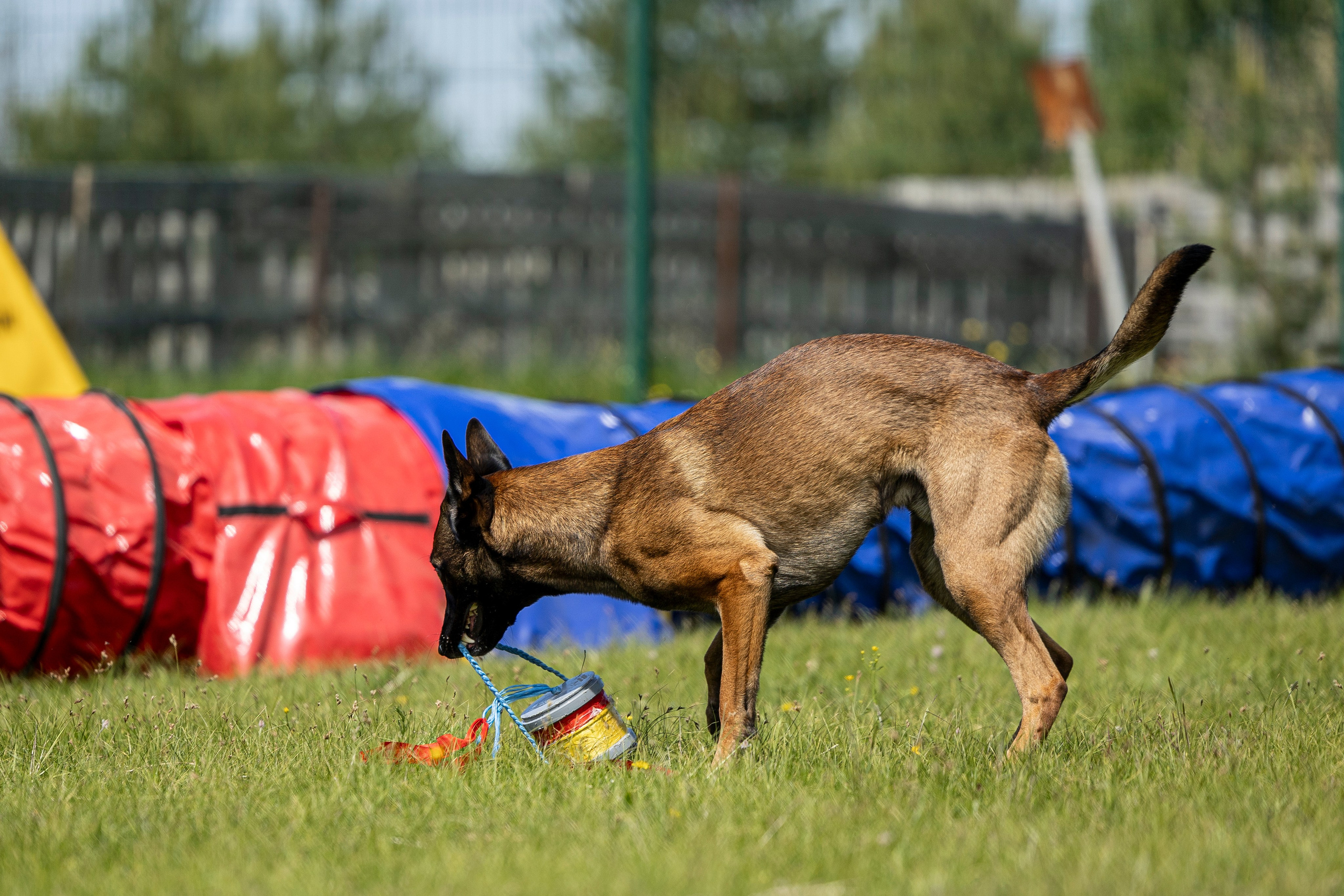 Испытания по мондьорингу в Нижнем Новгороде. Фотограф-анималист Анна Маринич