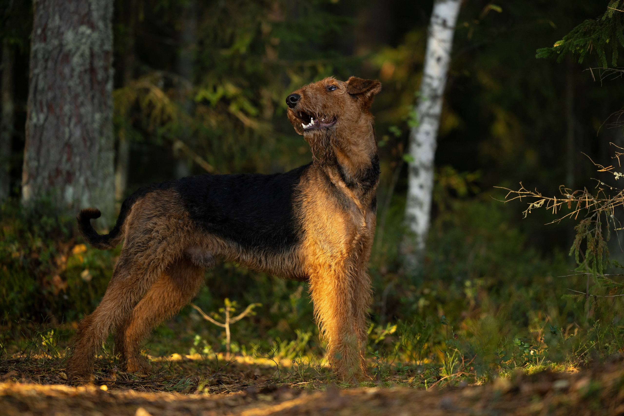 Харди. Фотограф-анималист Анна Маринич
