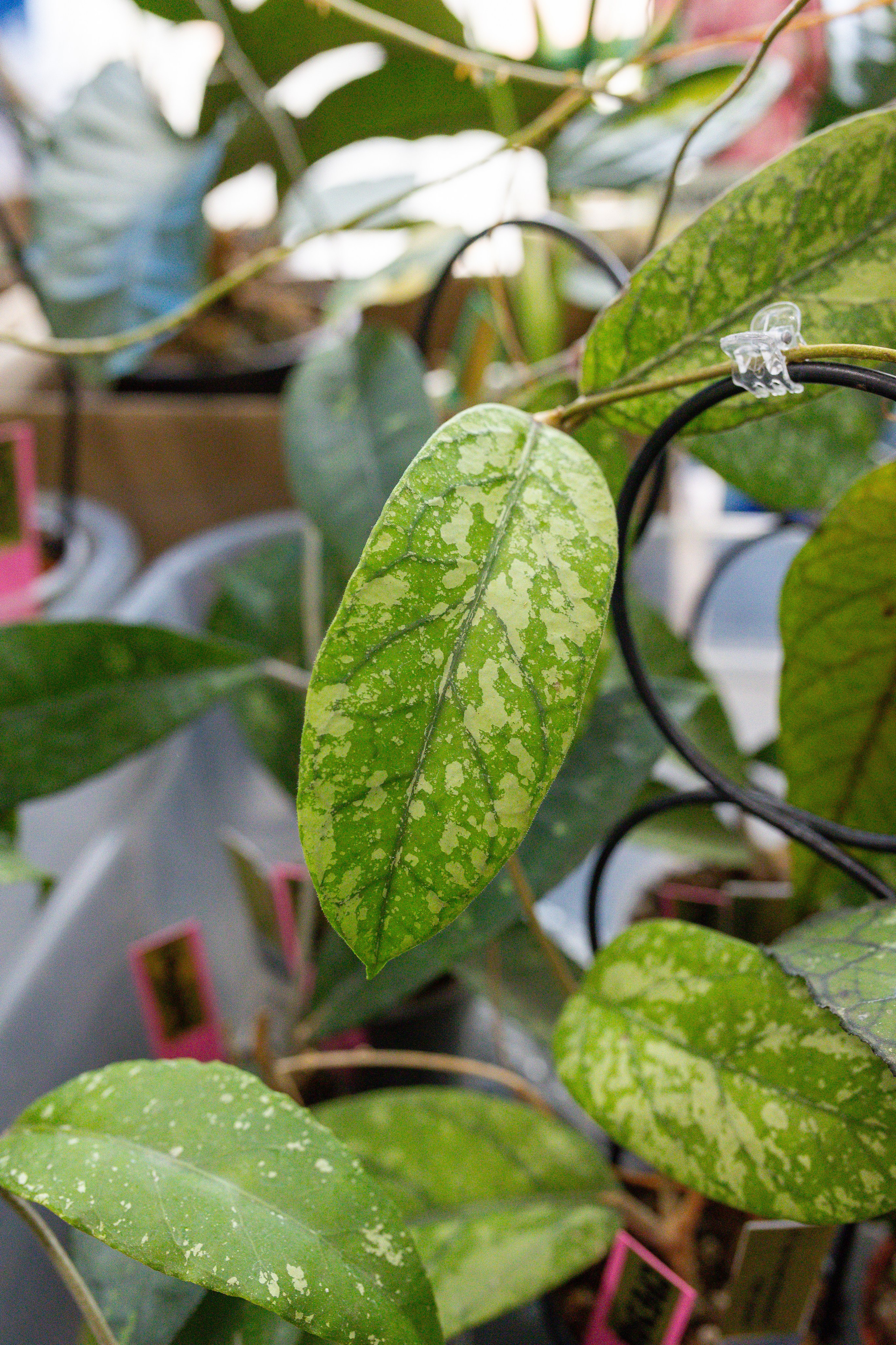 Монстериум 11–12 октября. Александра Куликова фотограф, Москва