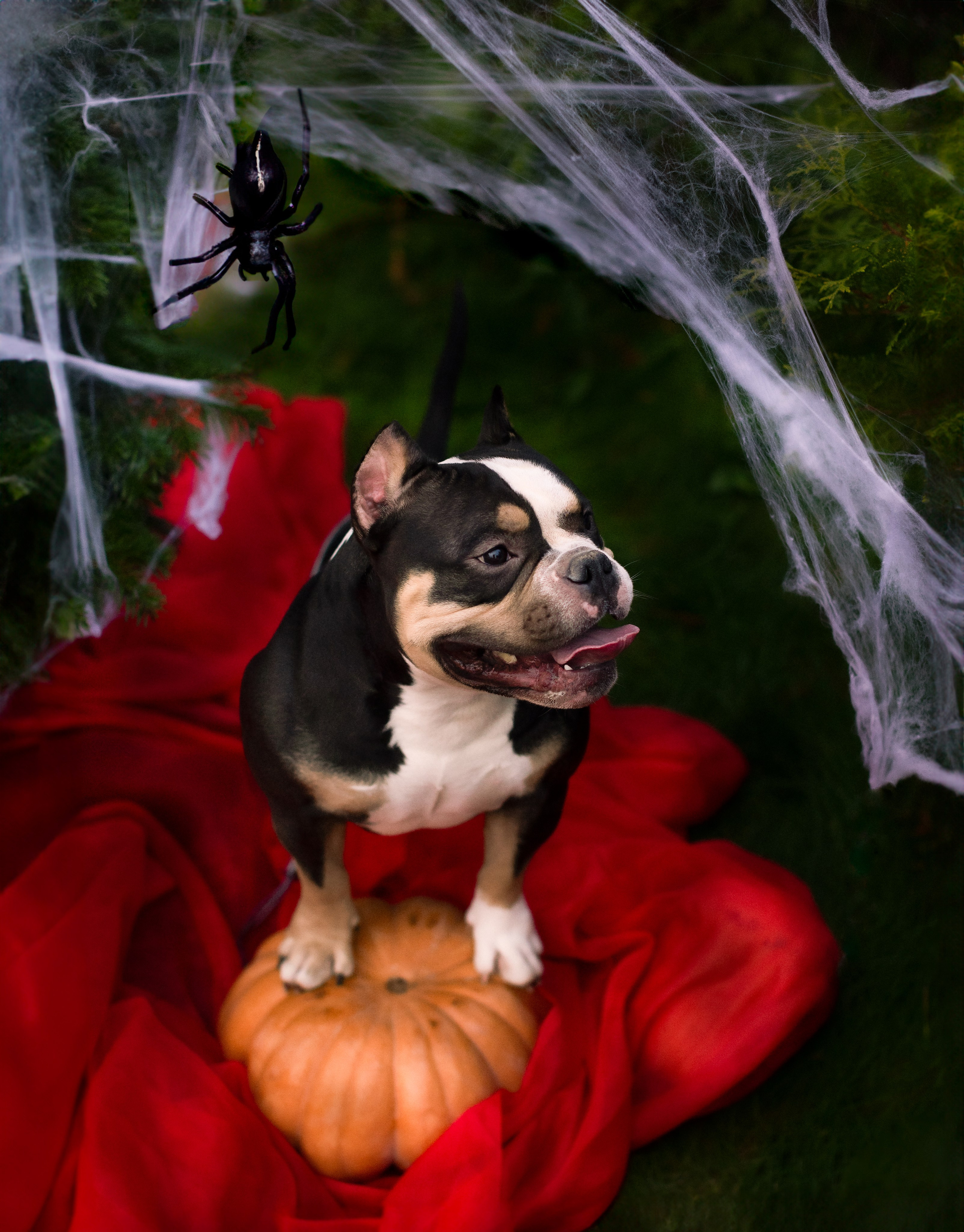 This is Halloween. Портретная и семейная съемка. Фотограф анималист